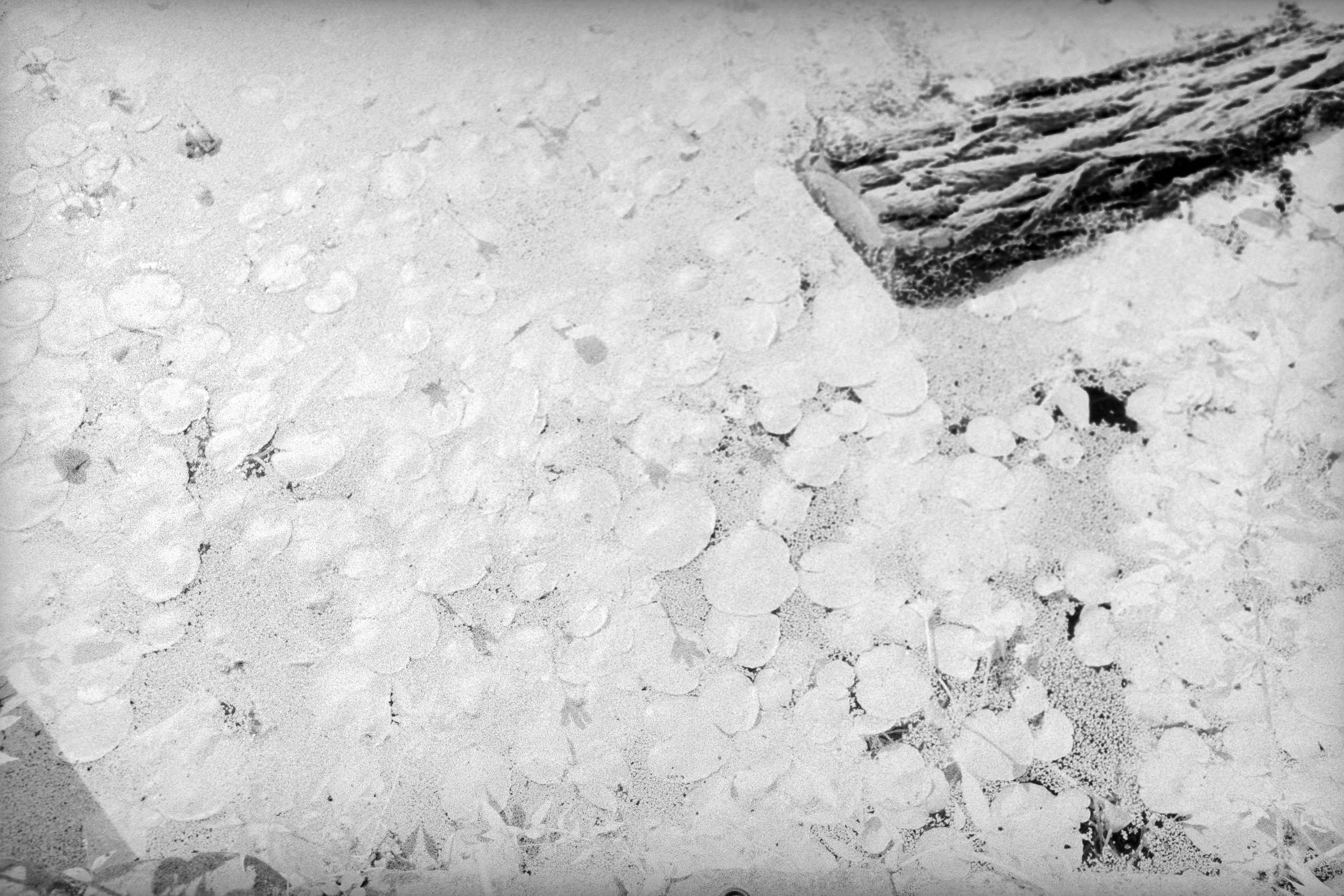081524 - ROLLEI INFRARED PENTAX K1000 (32 of 37).jpeg