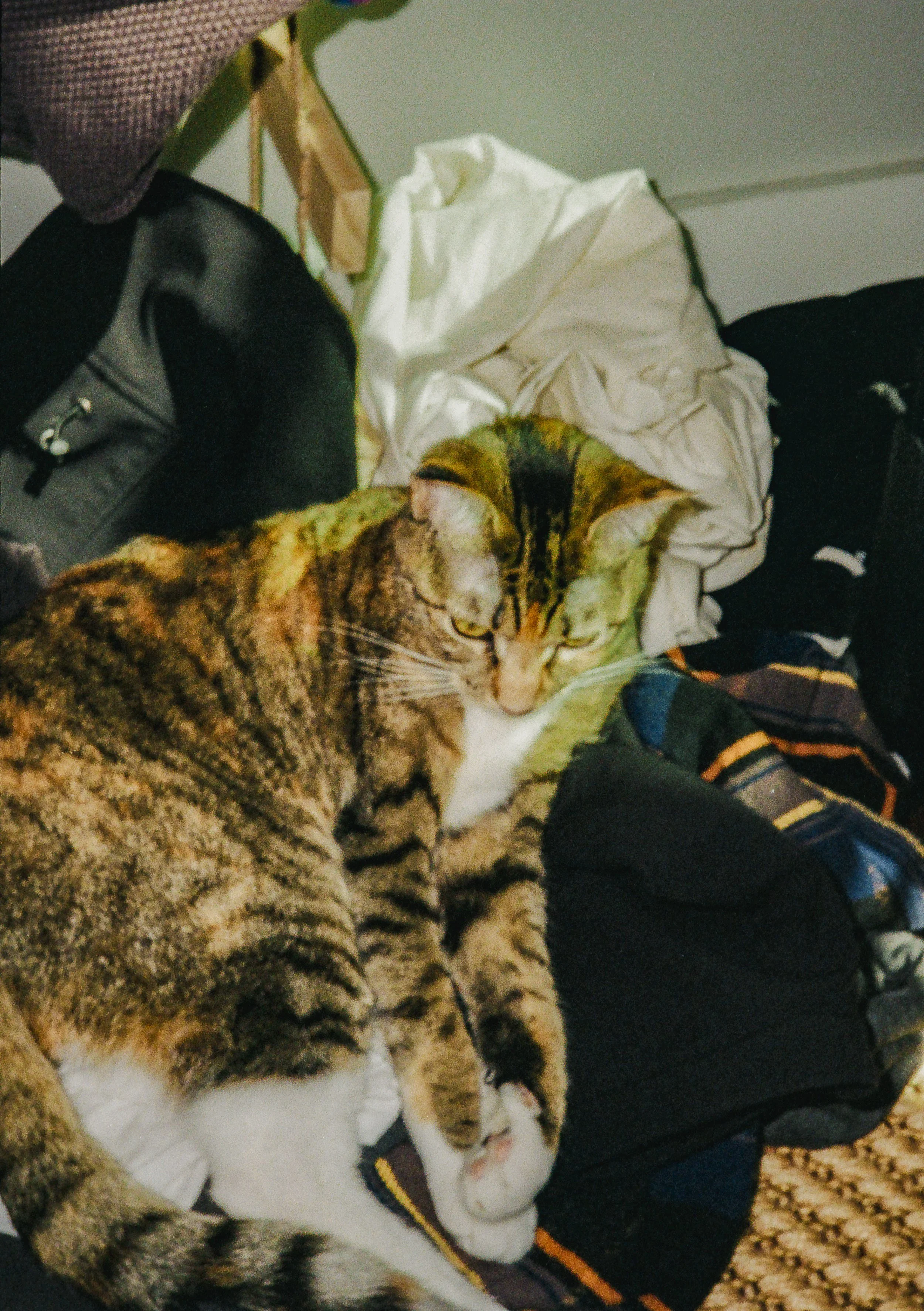 09.13.24 - Colorplus Pentax 17 SINGLE FRAMES (56 of 62).jpeg