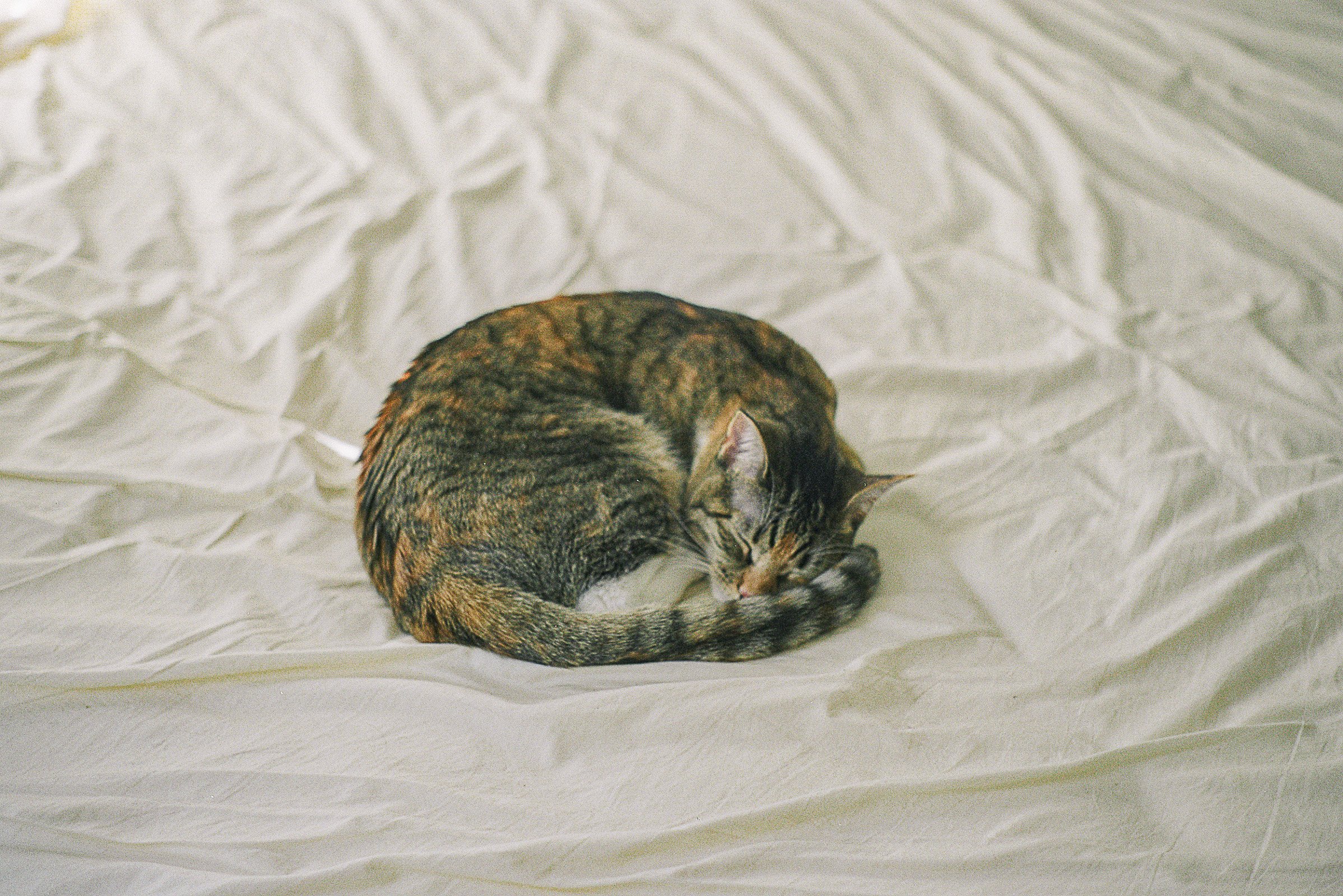 09.22.24 - Fuji Pro 160S in Pentax K1000 (18 of 22).jpeg