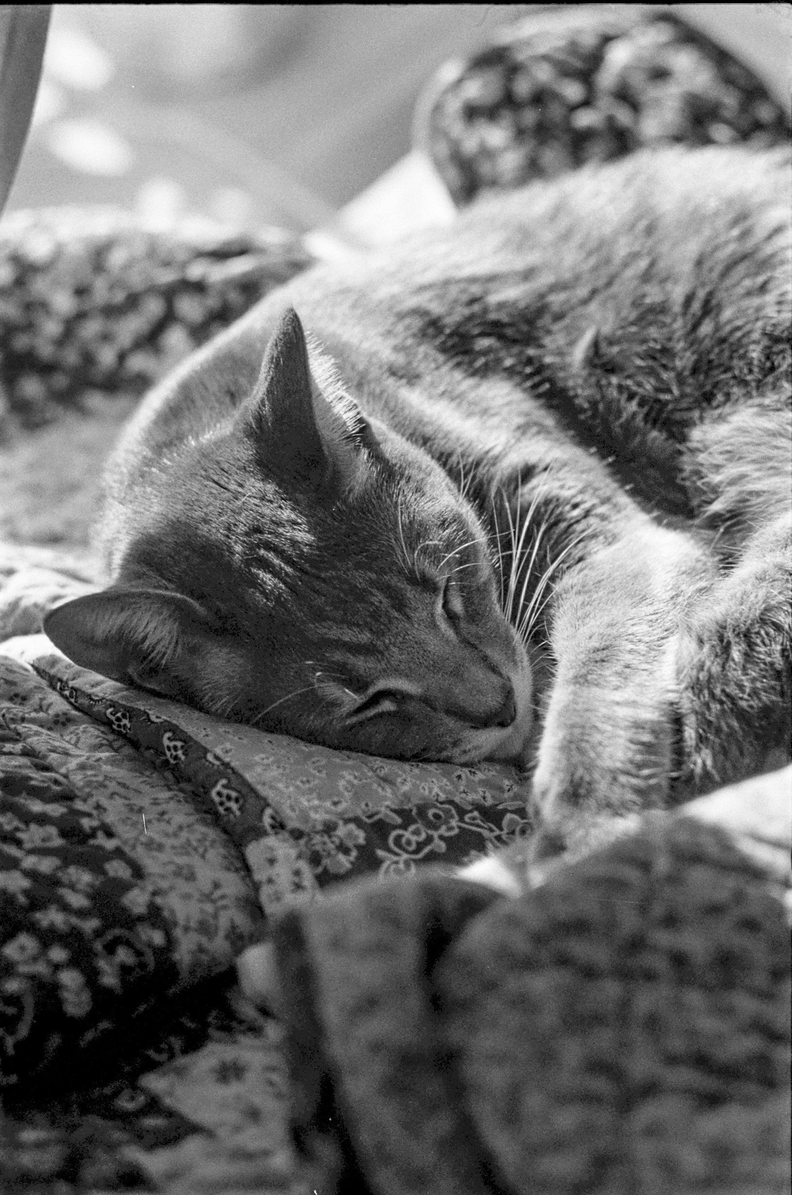 11.15.24 - Ilford HP5 in Ricoh XR2 (28 of 38).jpeg