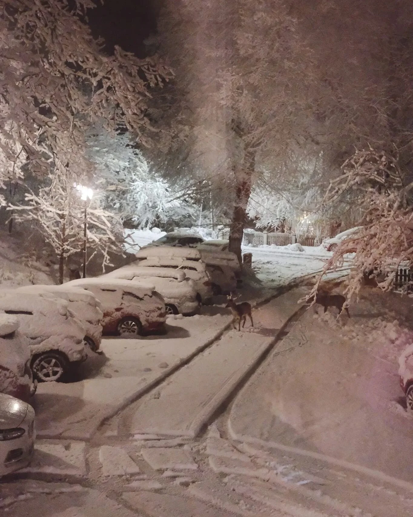 Tjockt med sn&ouml; och hjortar p&aring; bes&ouml;k p&aring; g&aring;rdens parkering.