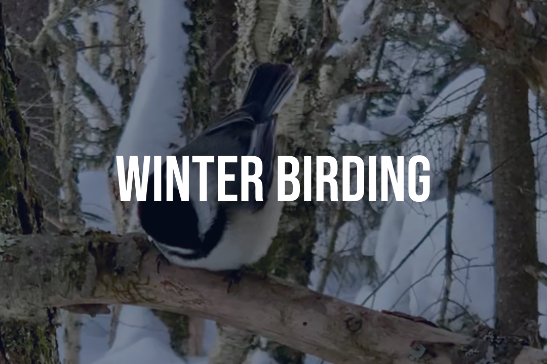 Winter Birding