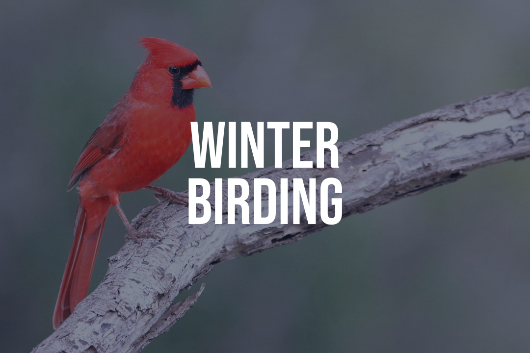 Winter Birding