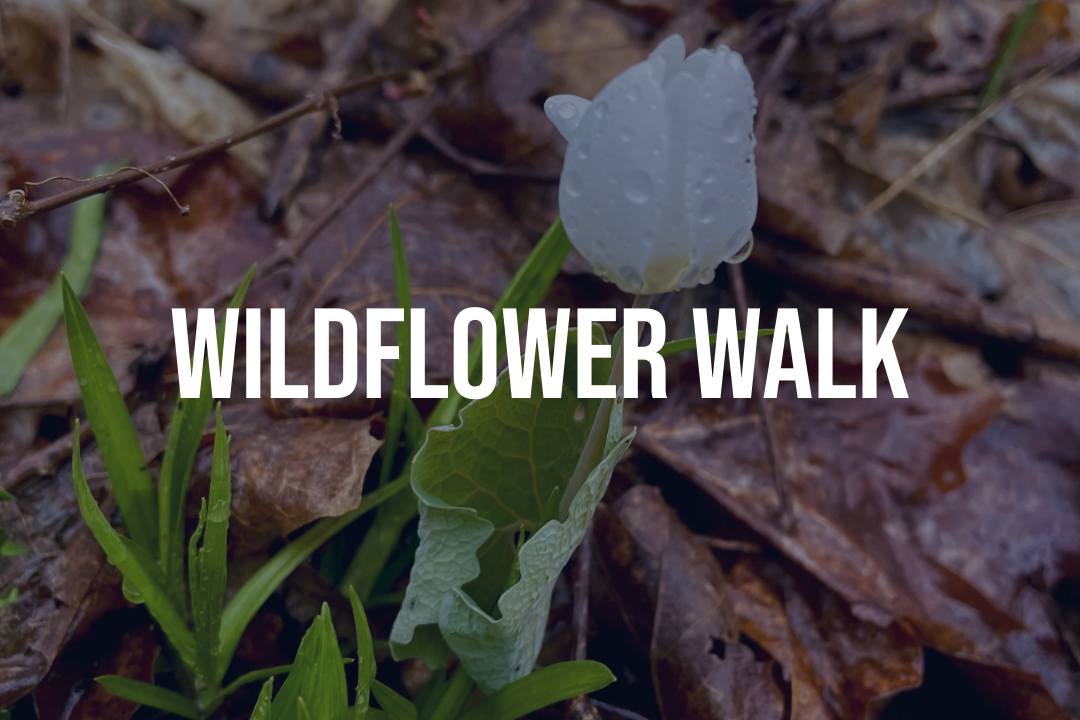 Spring Wildflower Walk