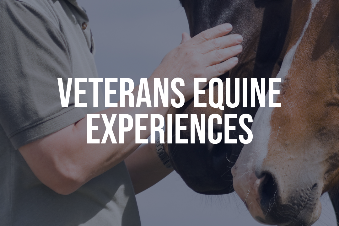 Dwyer Vet2Vet of Putnam                      Equine Experience