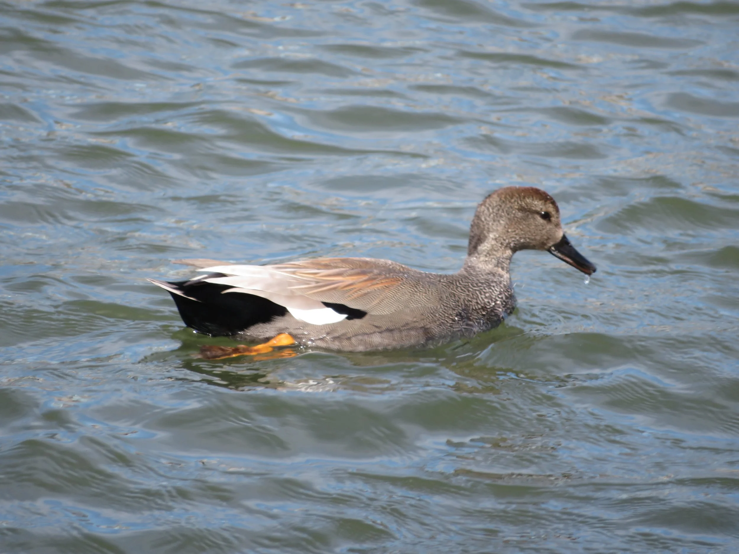 Gadwall