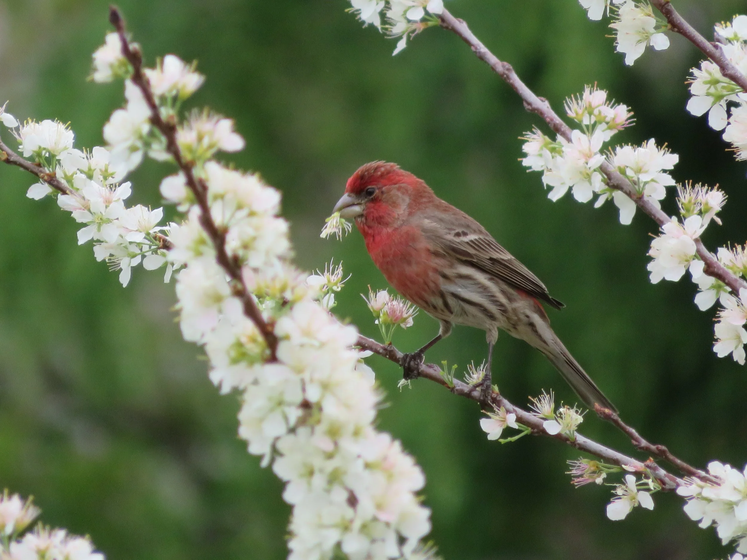House finch (male)