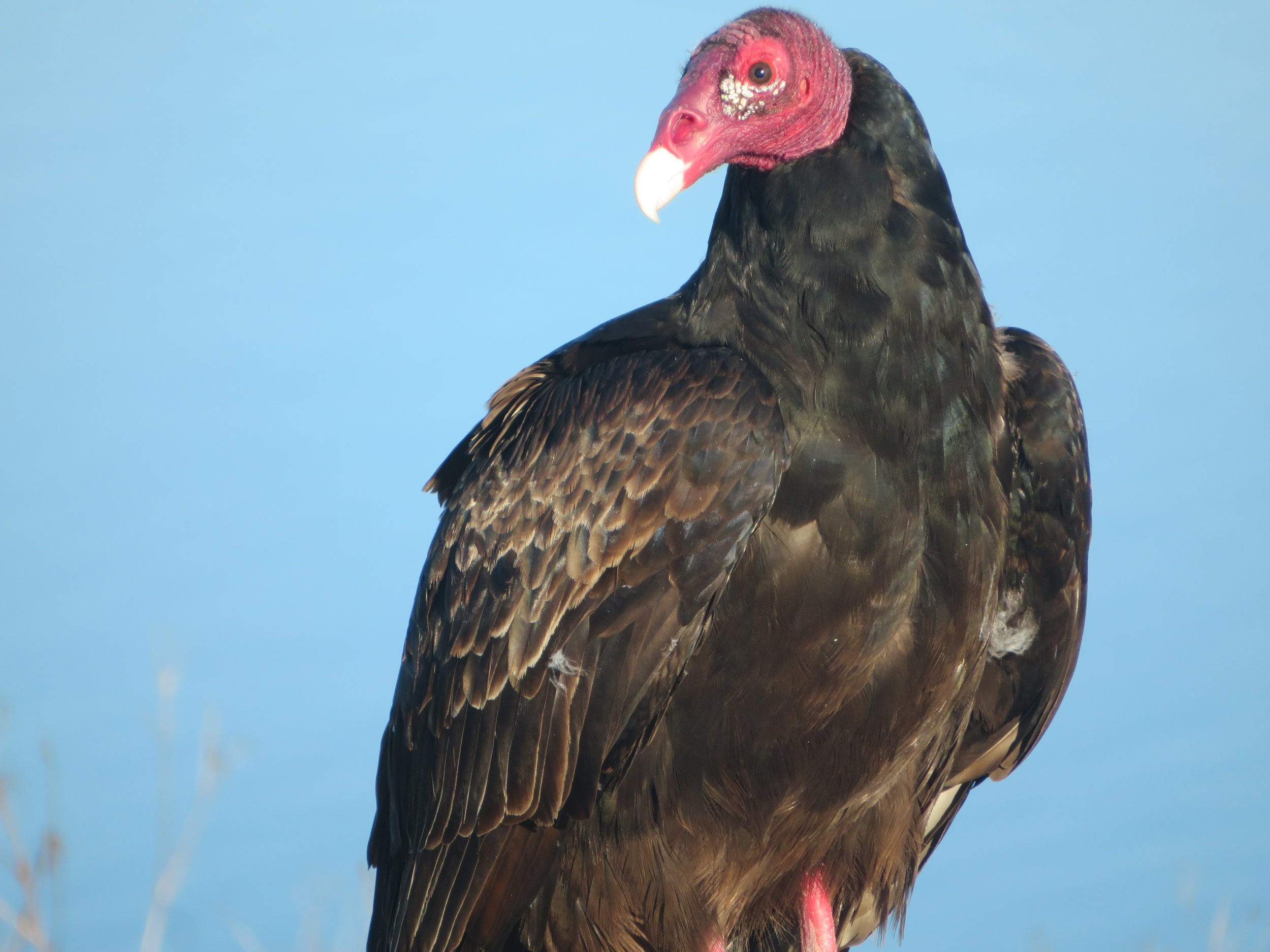 Turkey vulture