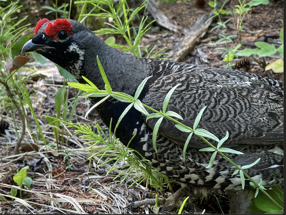 Spruce grouse