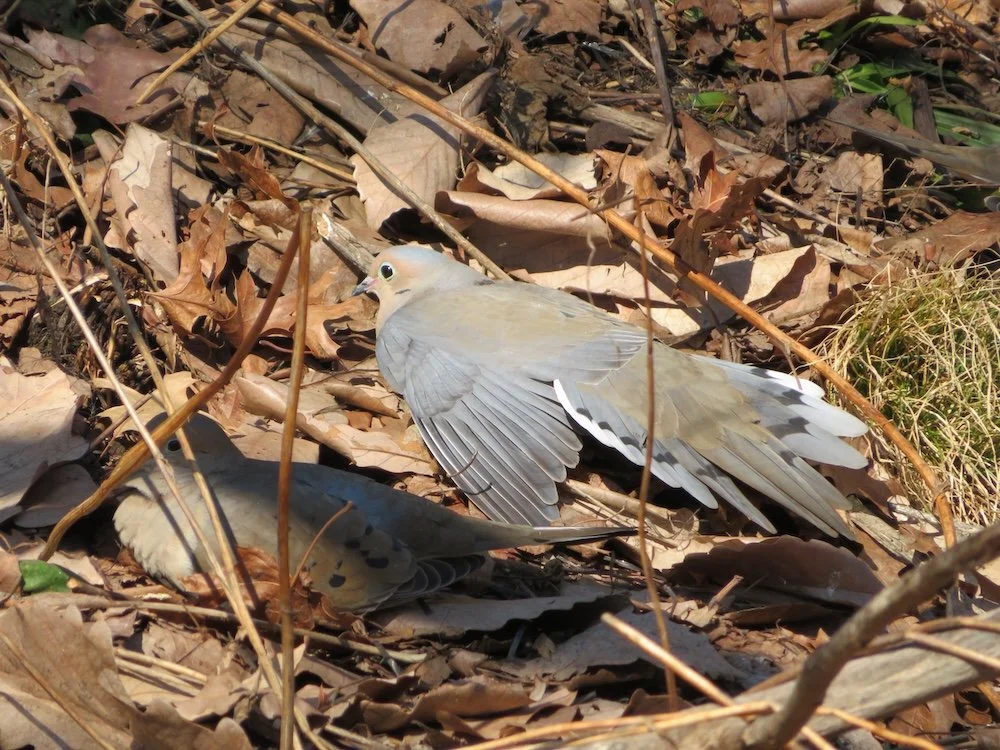 Mourning dove in the sun