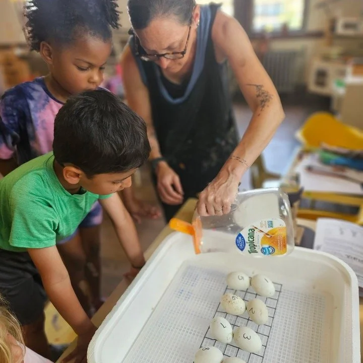 Duck Egg Arrival at Weekday School Summer....
Session 3 - Life Cycles: Butterflies &amp; Ducklings 

Our duck eggs arrived yesterday afternoon&mdash;and we are officially on hatch watch! We have eight eggs nestled in our incubator, and the kids took 