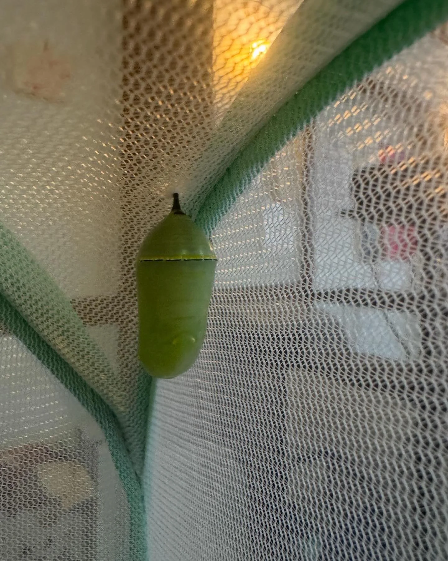 In Weekday School&rsquo;s Summer World of Exploration, life is on the move.
One chrysalis hangs in stillness, four caterpillars weave their slow magic,
and four duck eggs whisper their way into the world&mdash;each with a tiny pip of promise.
Transfo