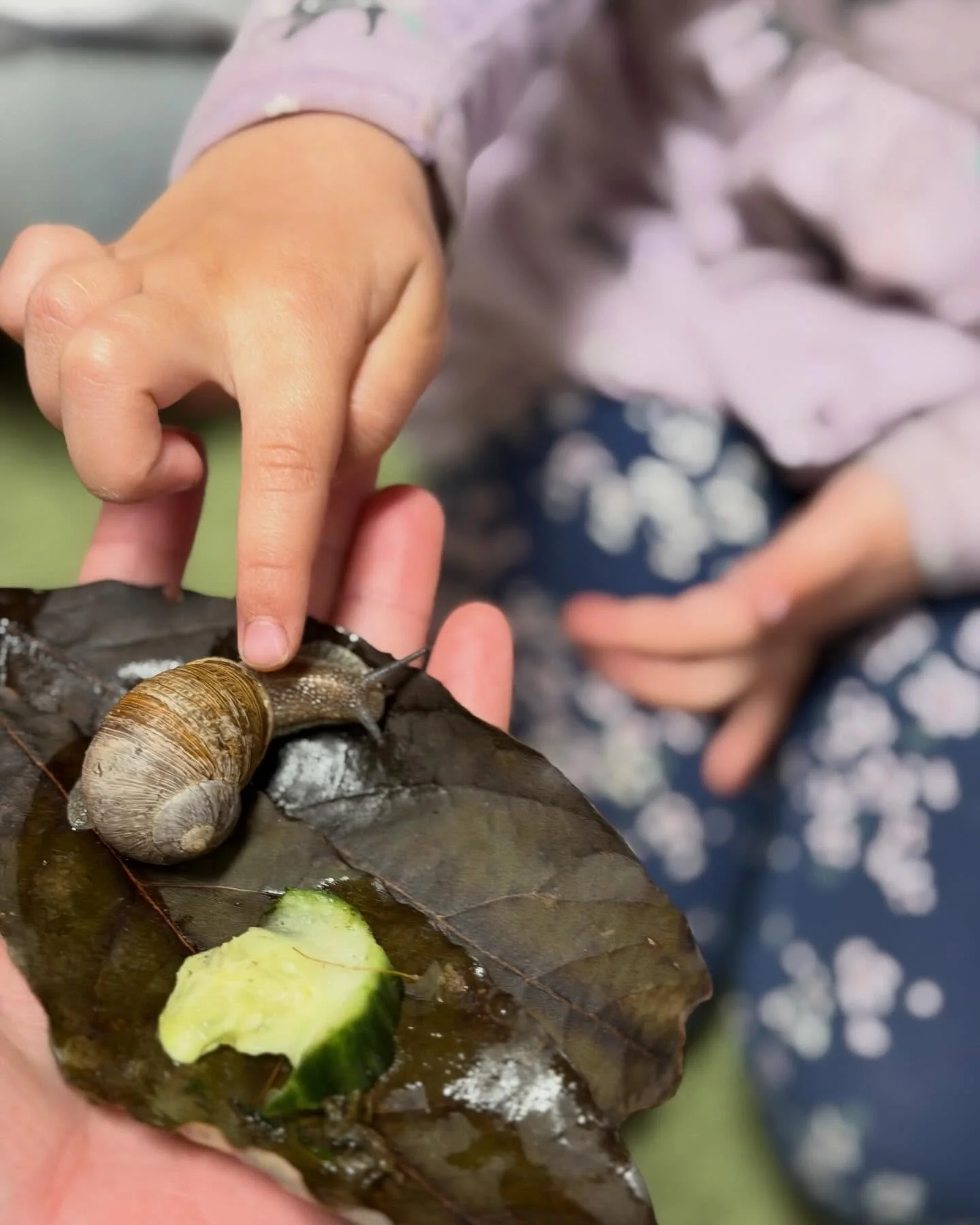 Weekday&rsquo;s Pre-K Butterflies have class pets: snails! Through ongoing inquiry work with Gary, Emily, and Slowpoke, the children are observing, drawing, sculpting, documenting, and carefully interacting with the snails to better understand moveme