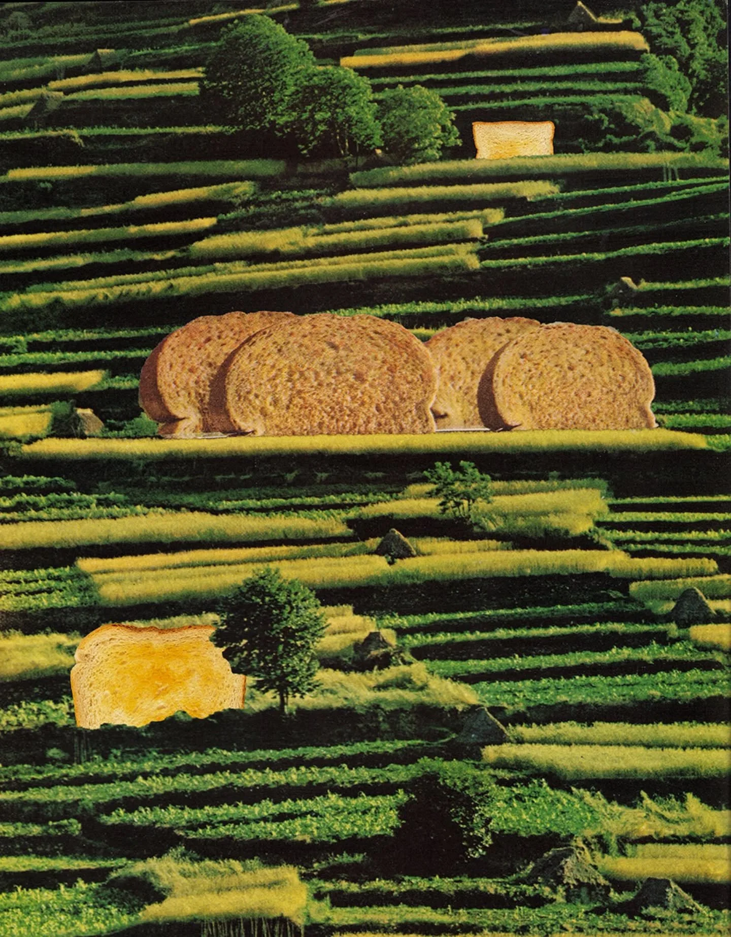 #februllage2026 DAY 2 PROMPT: TOAST 🍞

I found a toaster with this bread in it and knew it would be perfect for putting into some sort of landscape. I then found this photo from the national geographic. I wanted more toasts so digitally I added a co