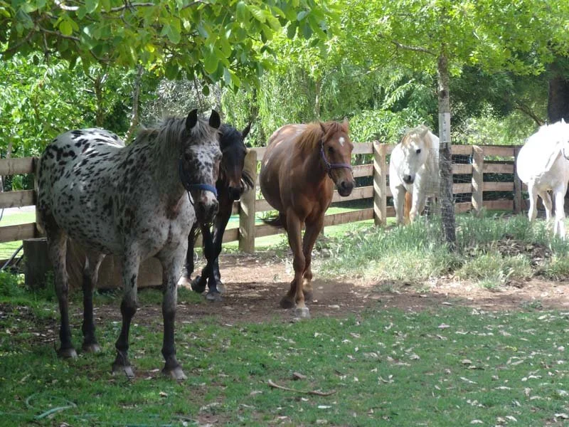 ActivityHQ - Country Horse Riding (4).jpg