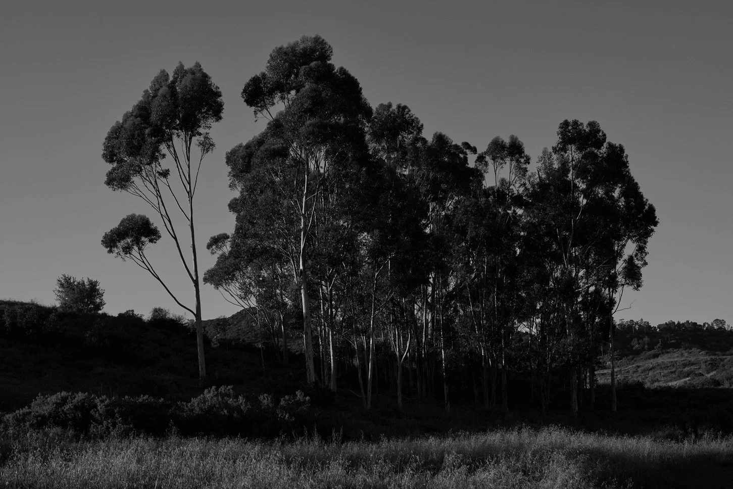 0G0A0972-1.jpg