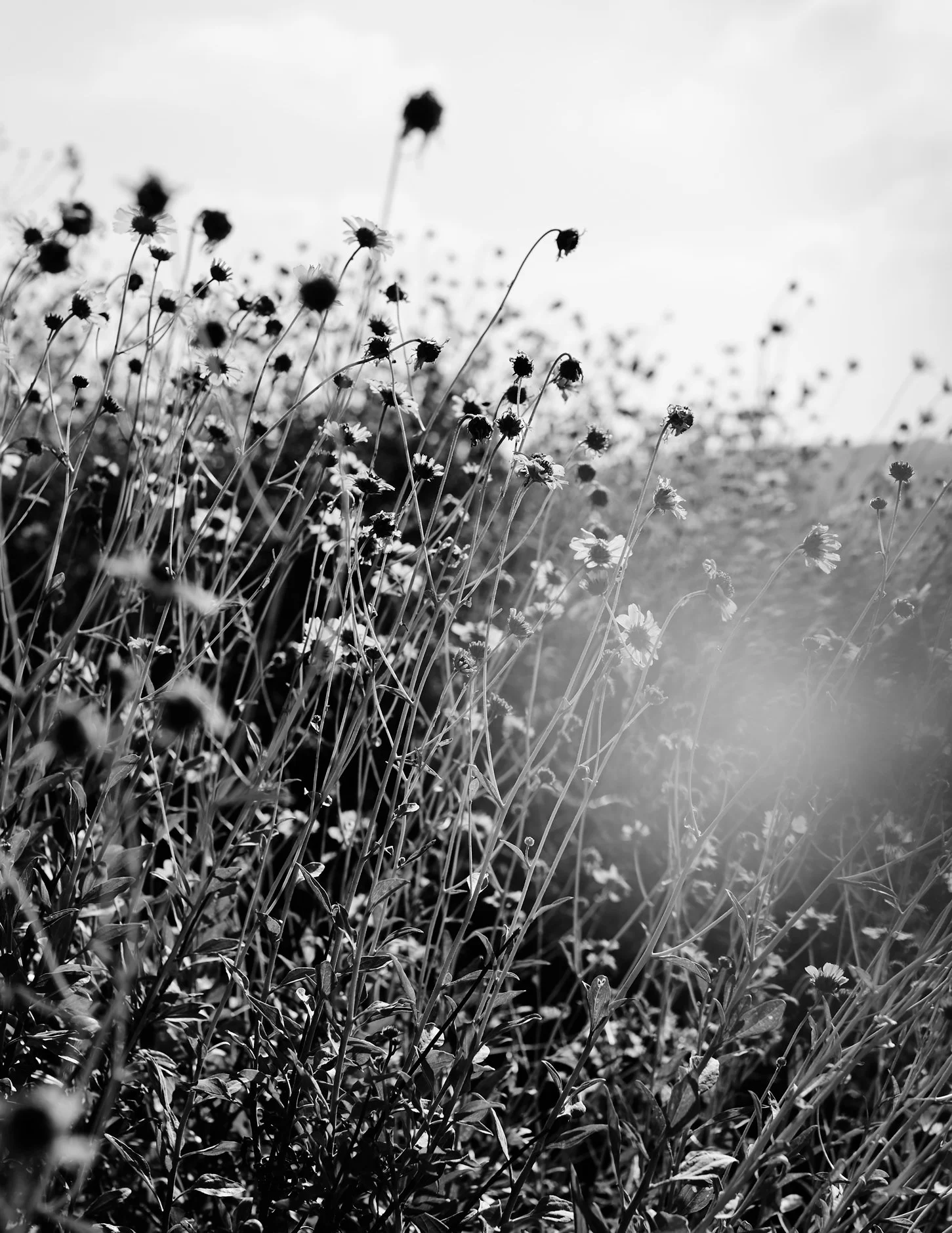 0G0A4407_8.5by11.jpg
