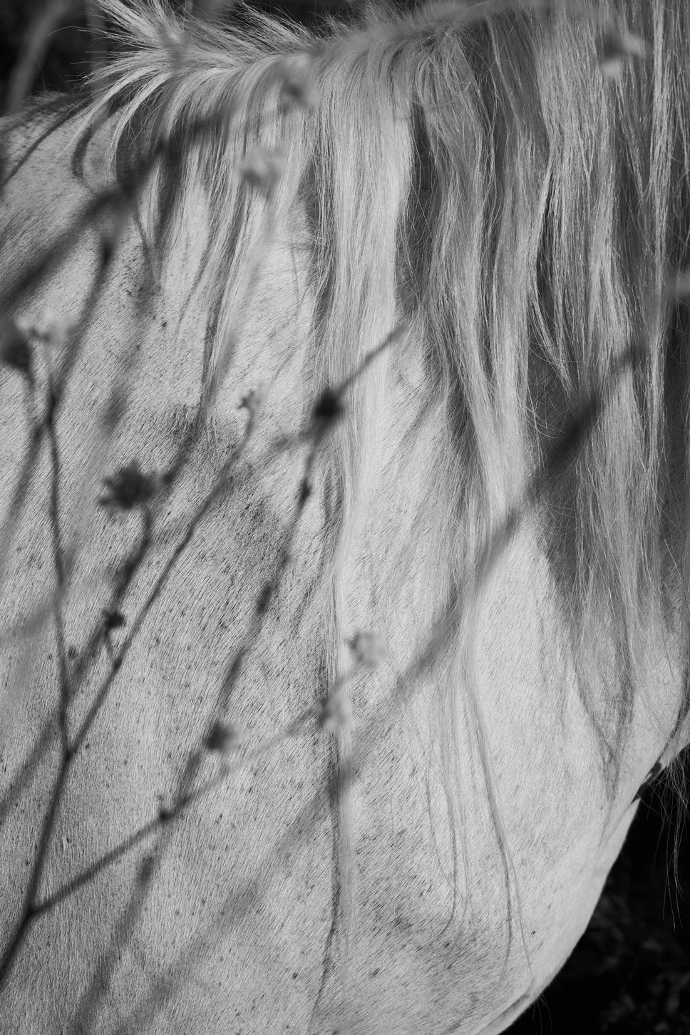 0G0A0579-1.jpg