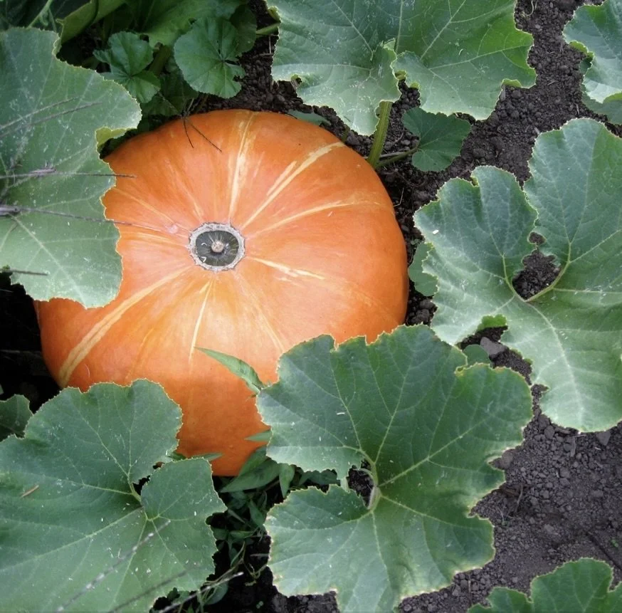 Image 9-24-24 at 4.48 PM.jpeg