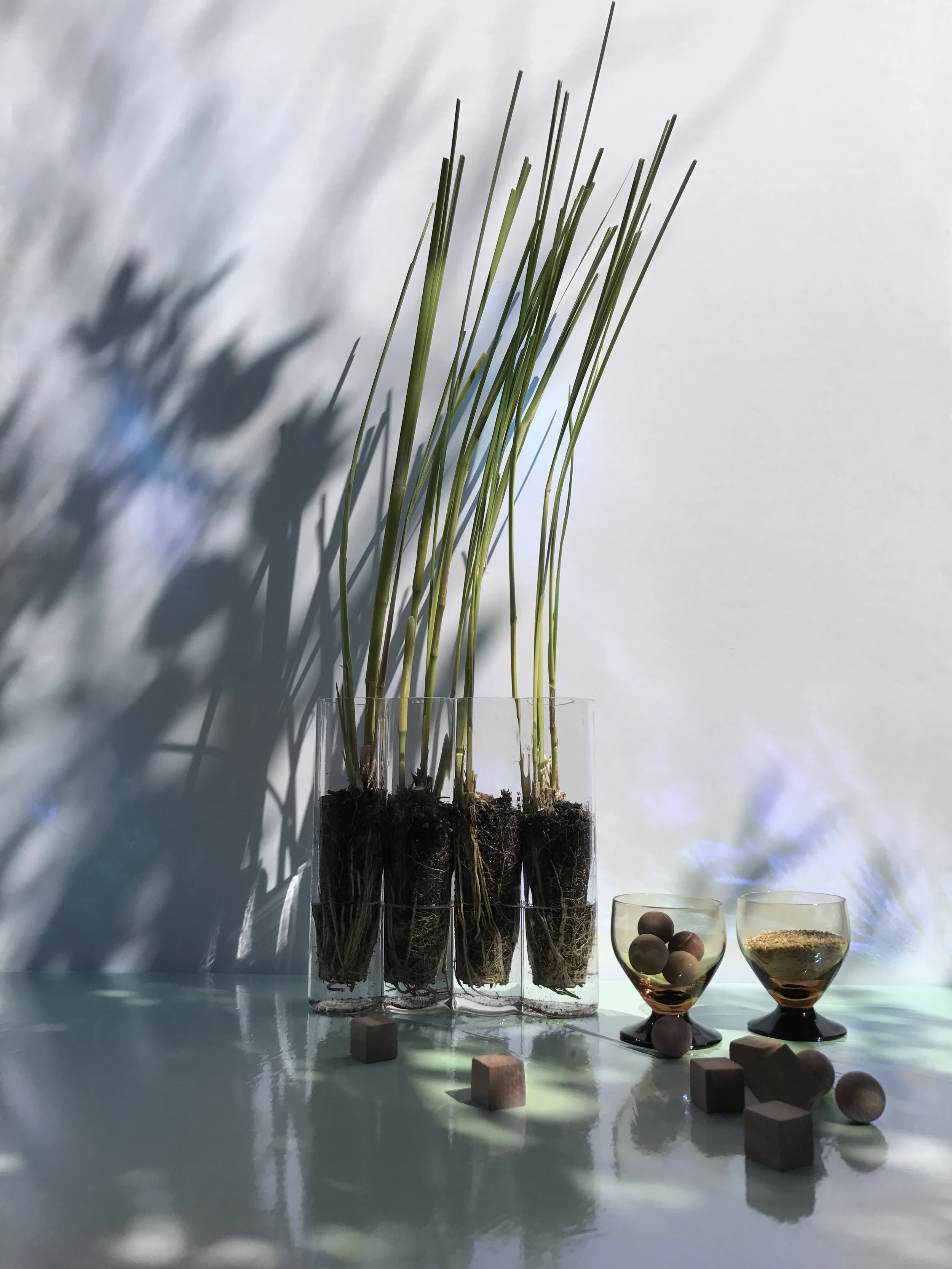 W3_vetiver+woods.jpg