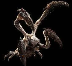 Corpser Juvenile.jpg