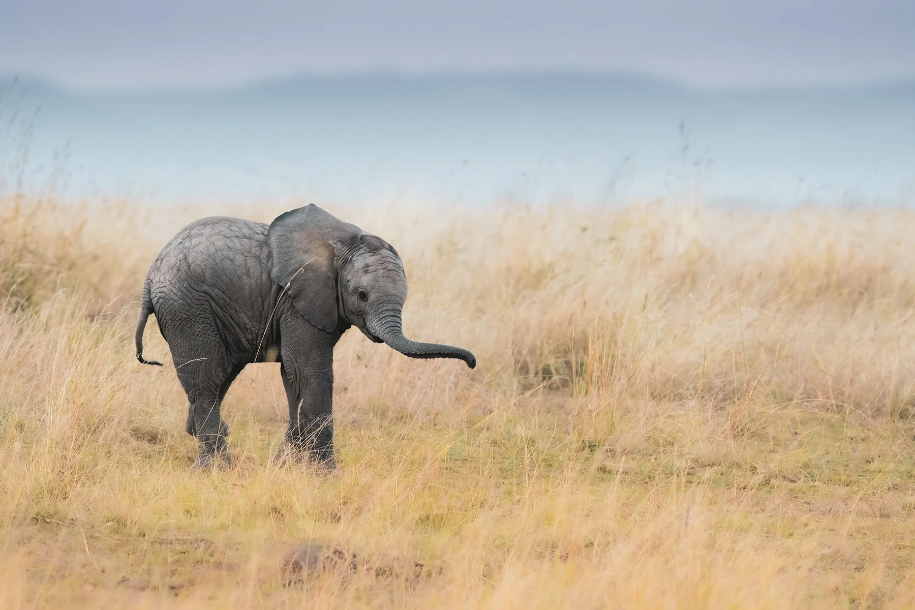 _DSC5233-Edit-Edit-Edit copy.jpg