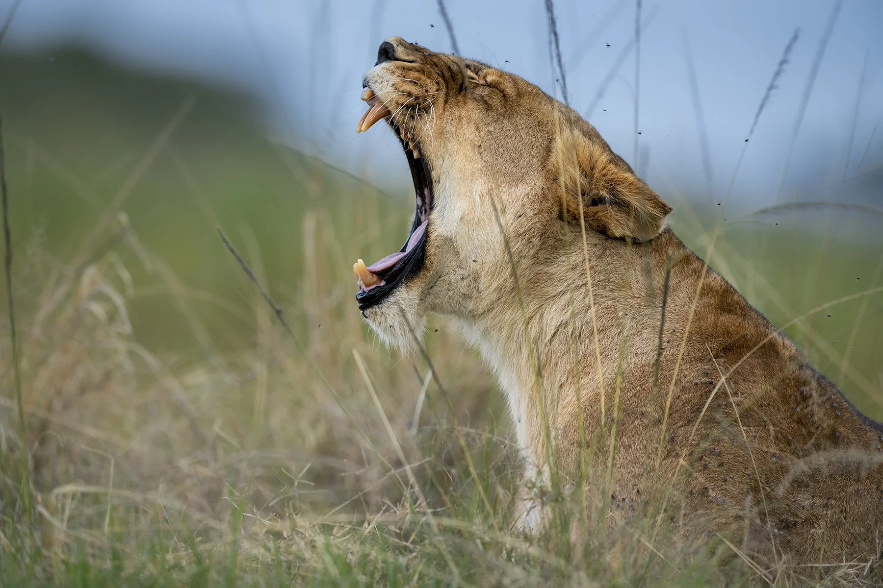 _DSC9980-Edit-Edit copy.jpg