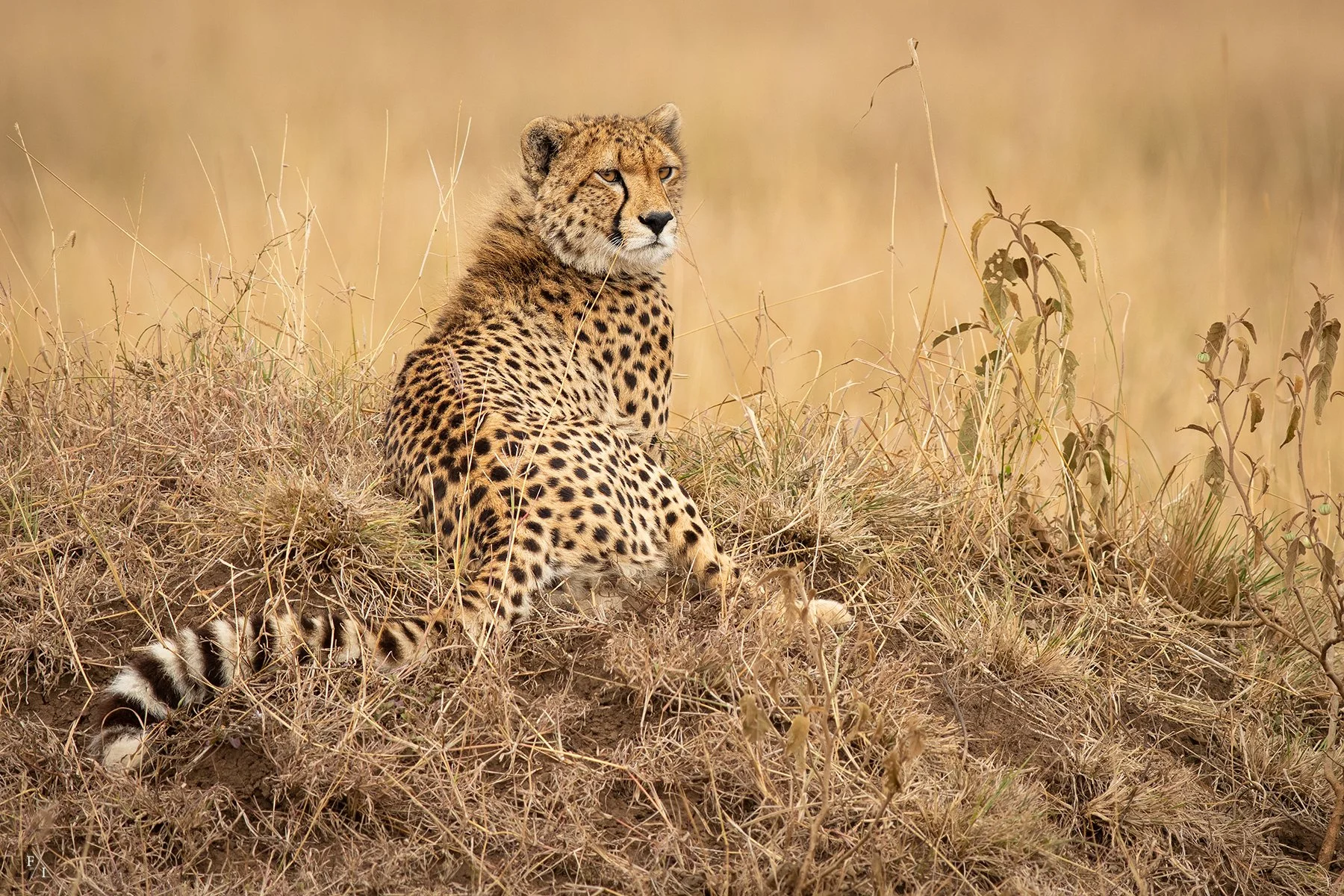 _DSC7380-Edit.jpg