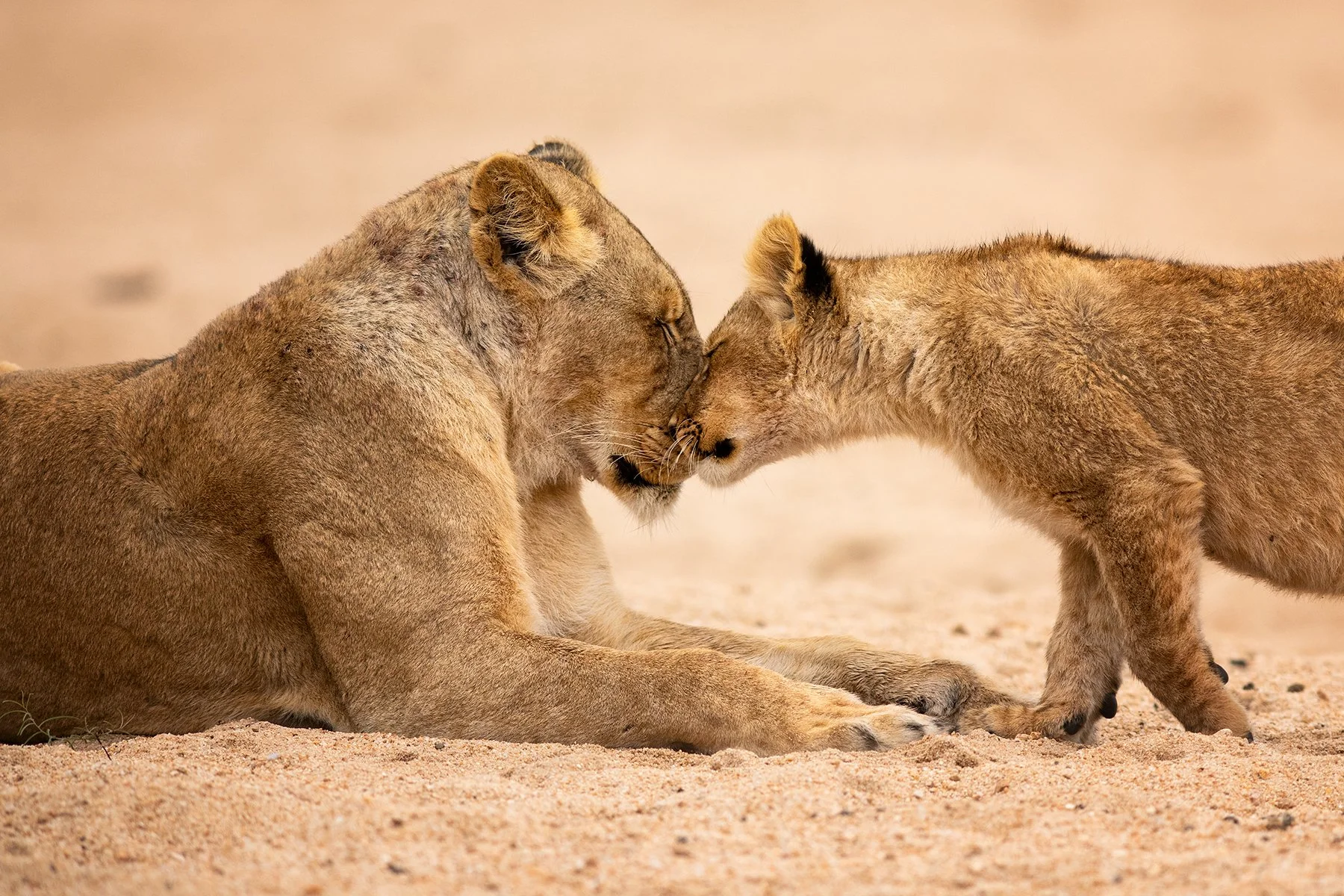Fine Art Wildlife Print (WL051)