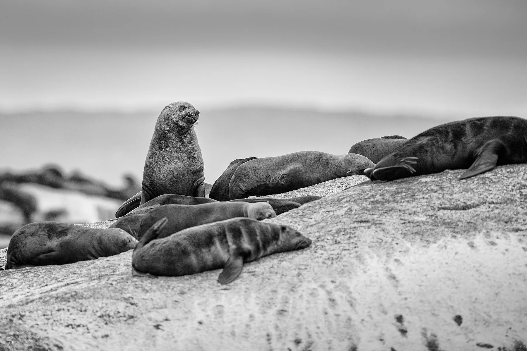 _DSC2908-Edit copy.jpg