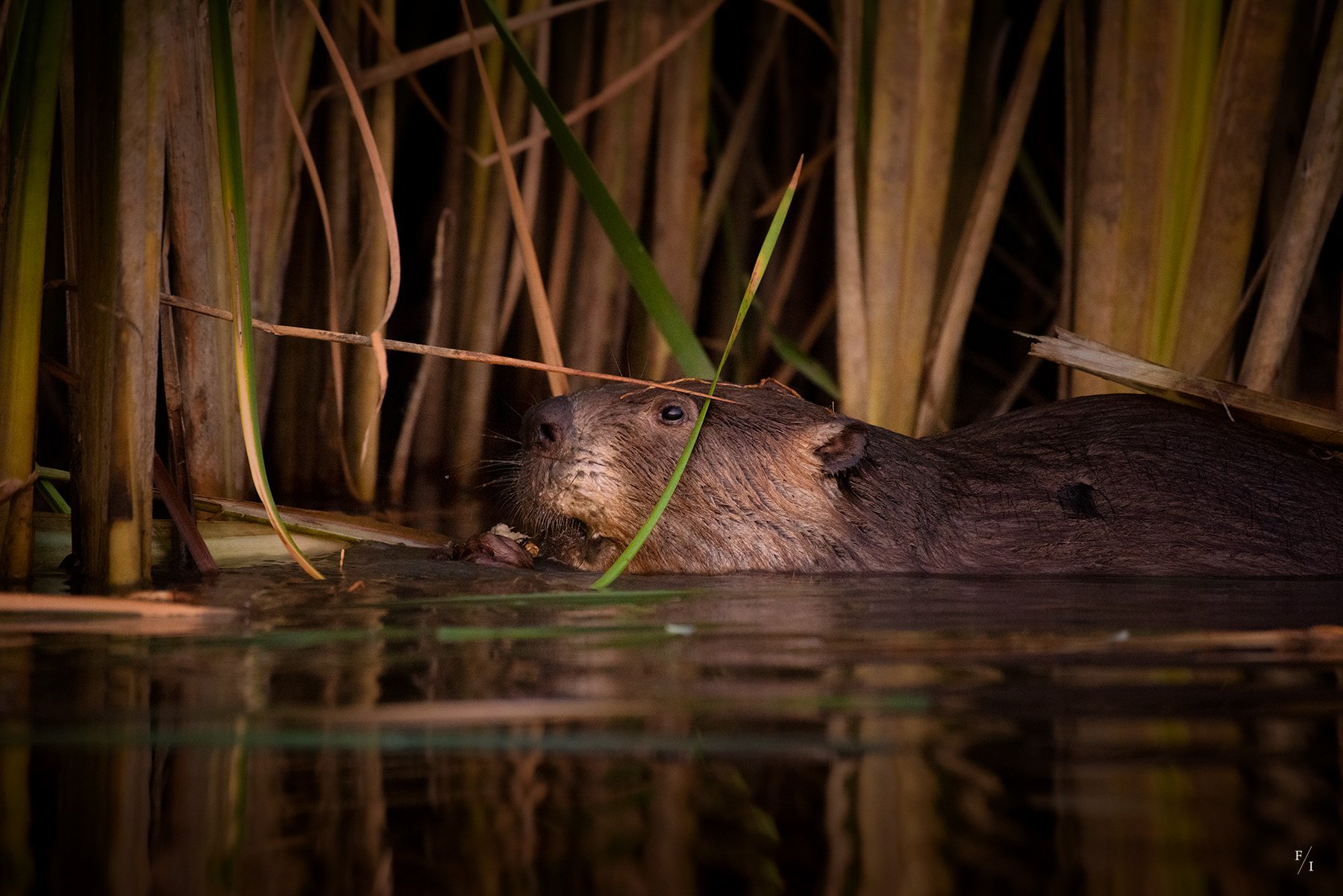 DSC_3225-Edit.jpg