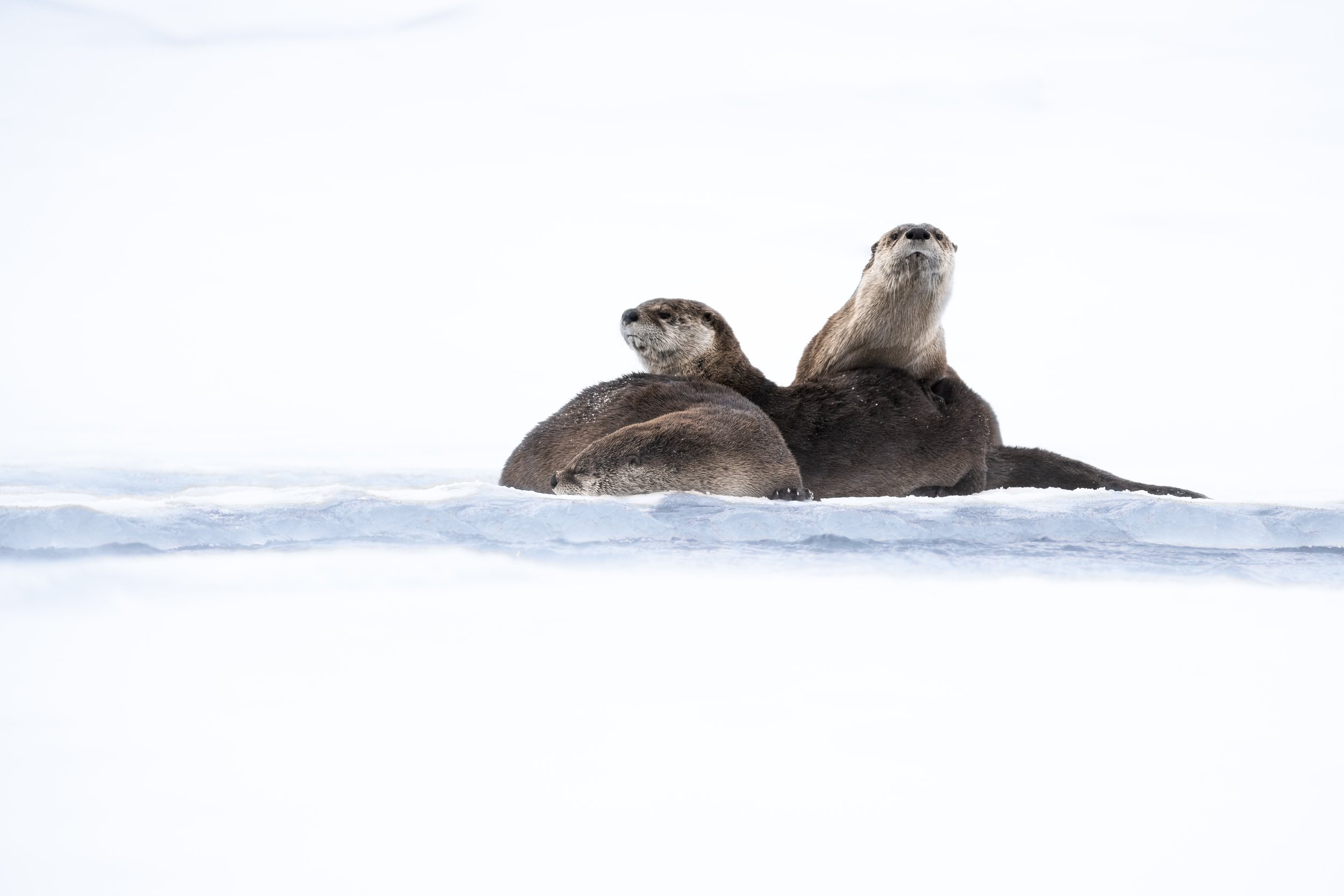 _DSC7165V3_large.jpg