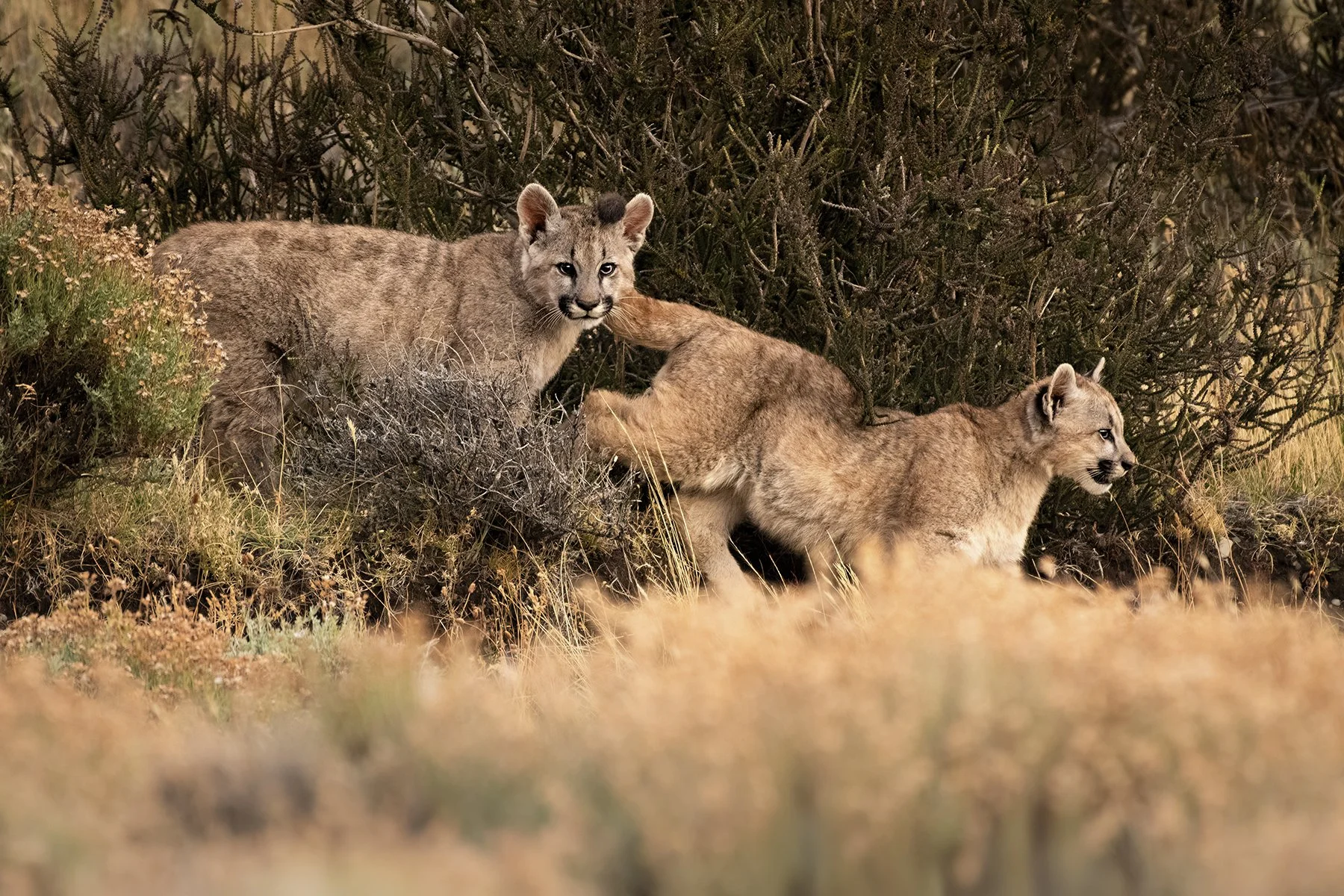 _DSC6512-Edit-Edit-Edit copy.jpg