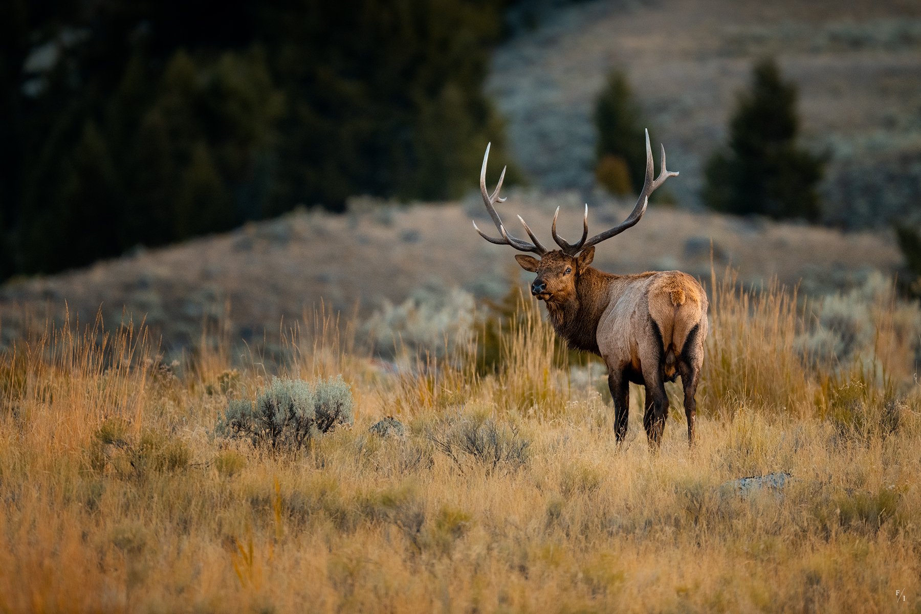 _DSC2654-Edit.jpg