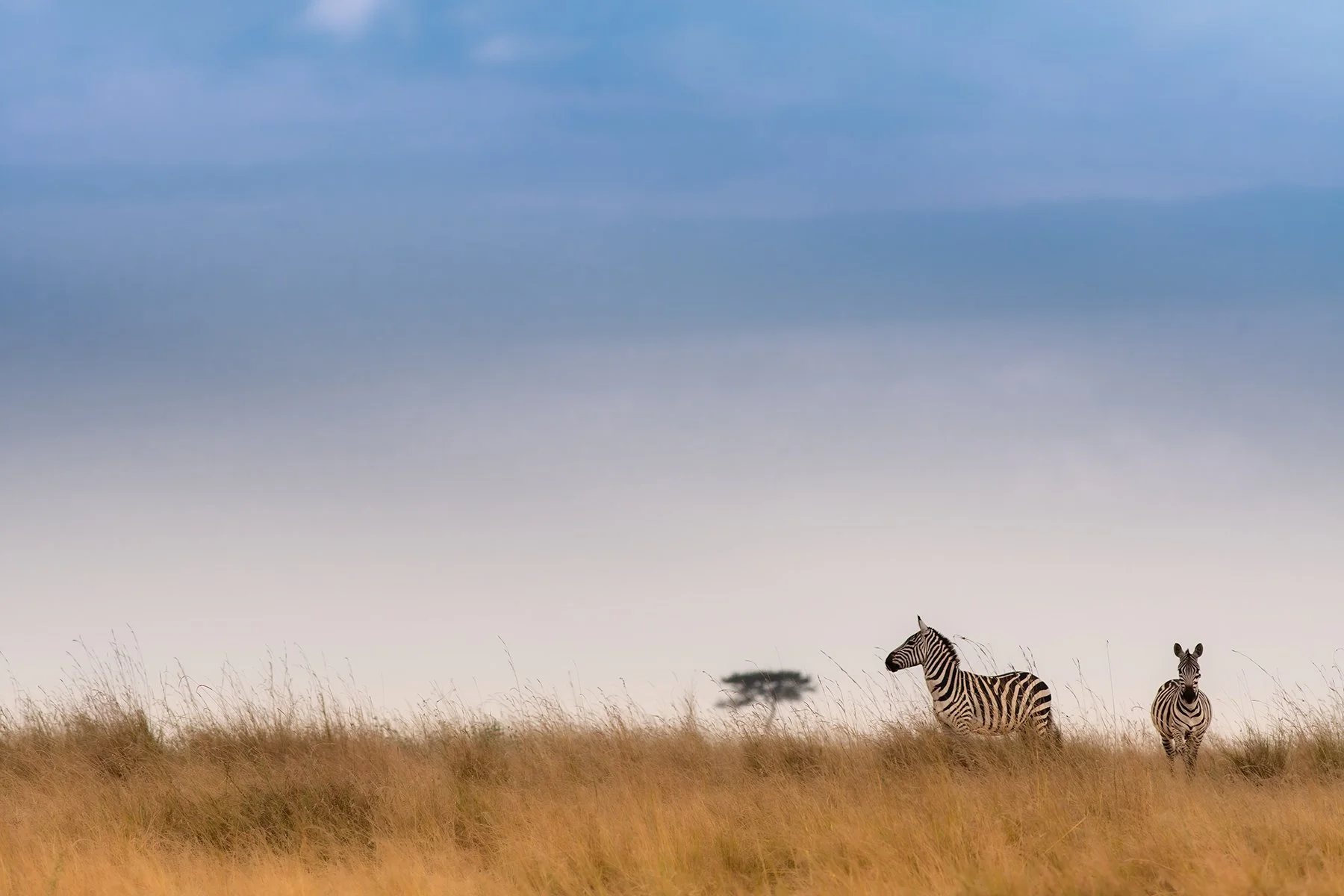 _DSC6728-Edit-Edit-2-Edit copy.jpg