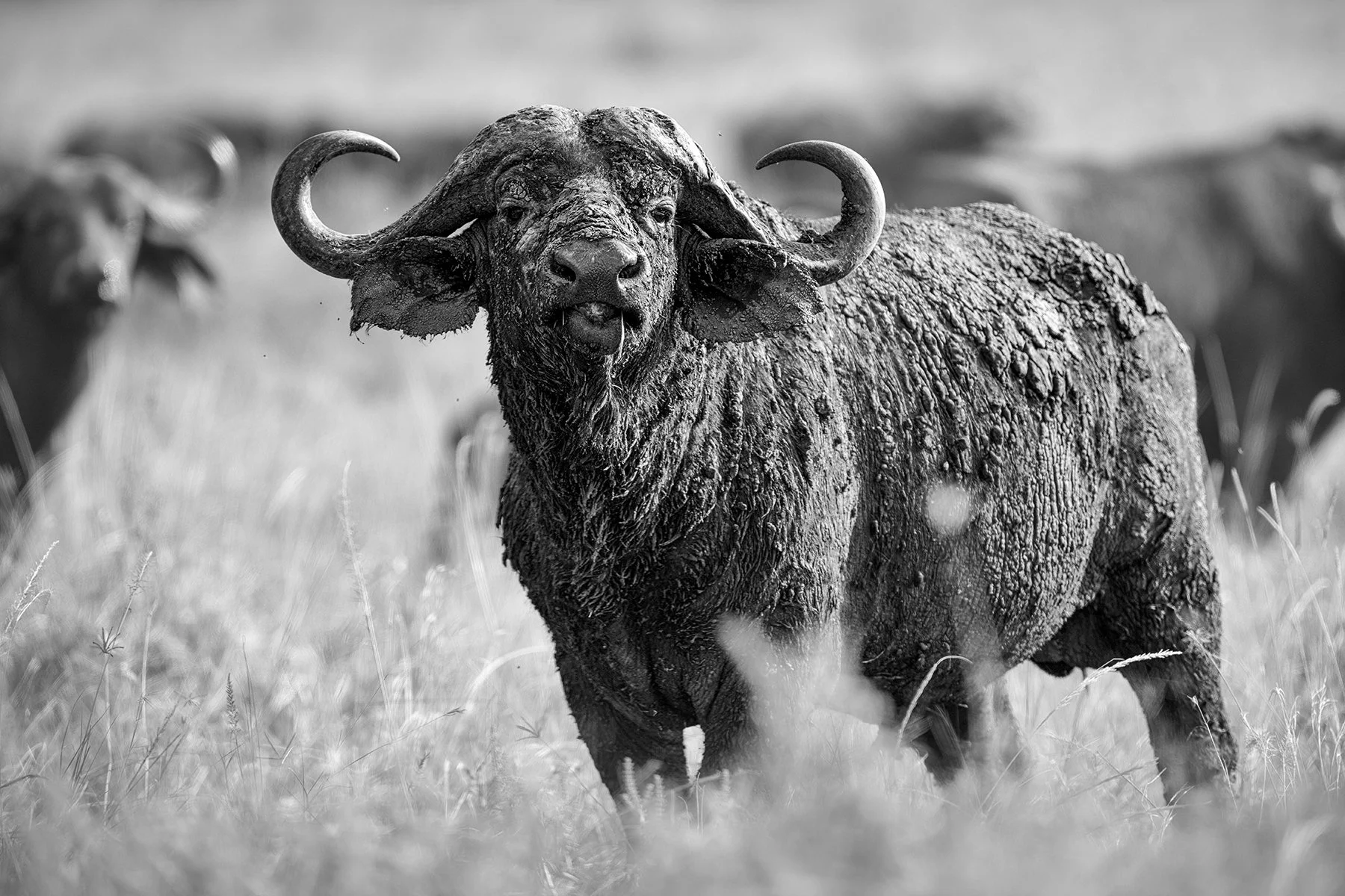 _DSC9751-Edit-Edit copy.jpg