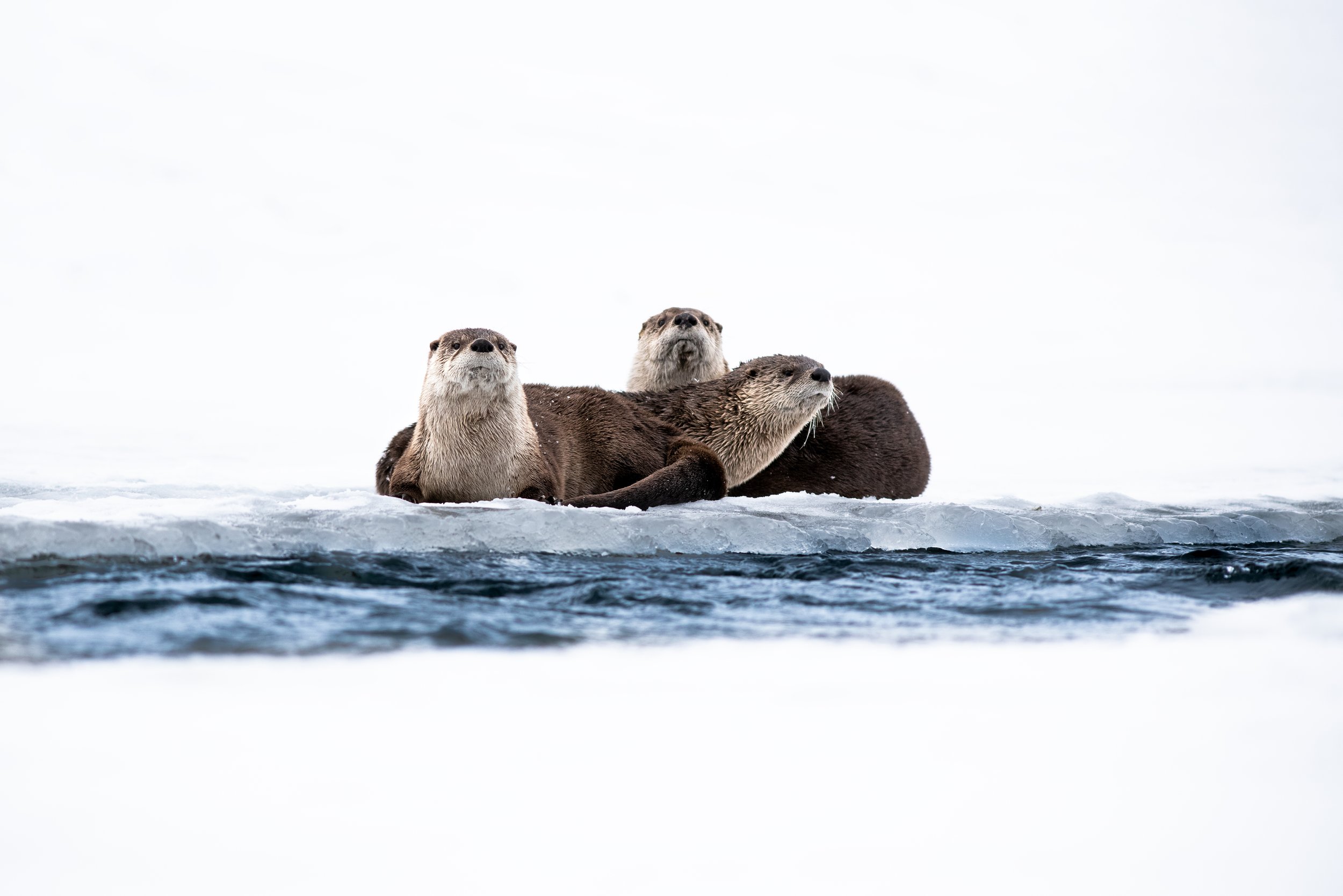 _DSC7339_large.jpg
