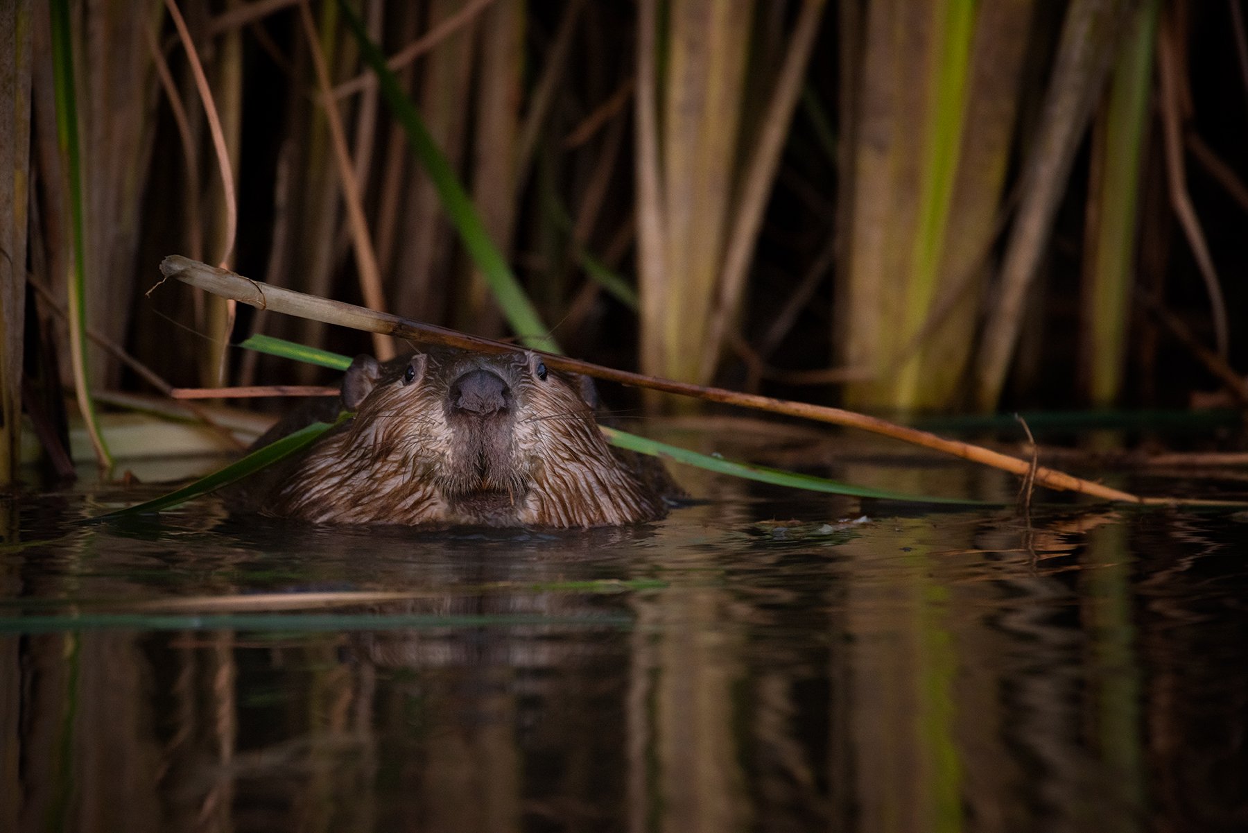 DSC_3281-Edit.jpg