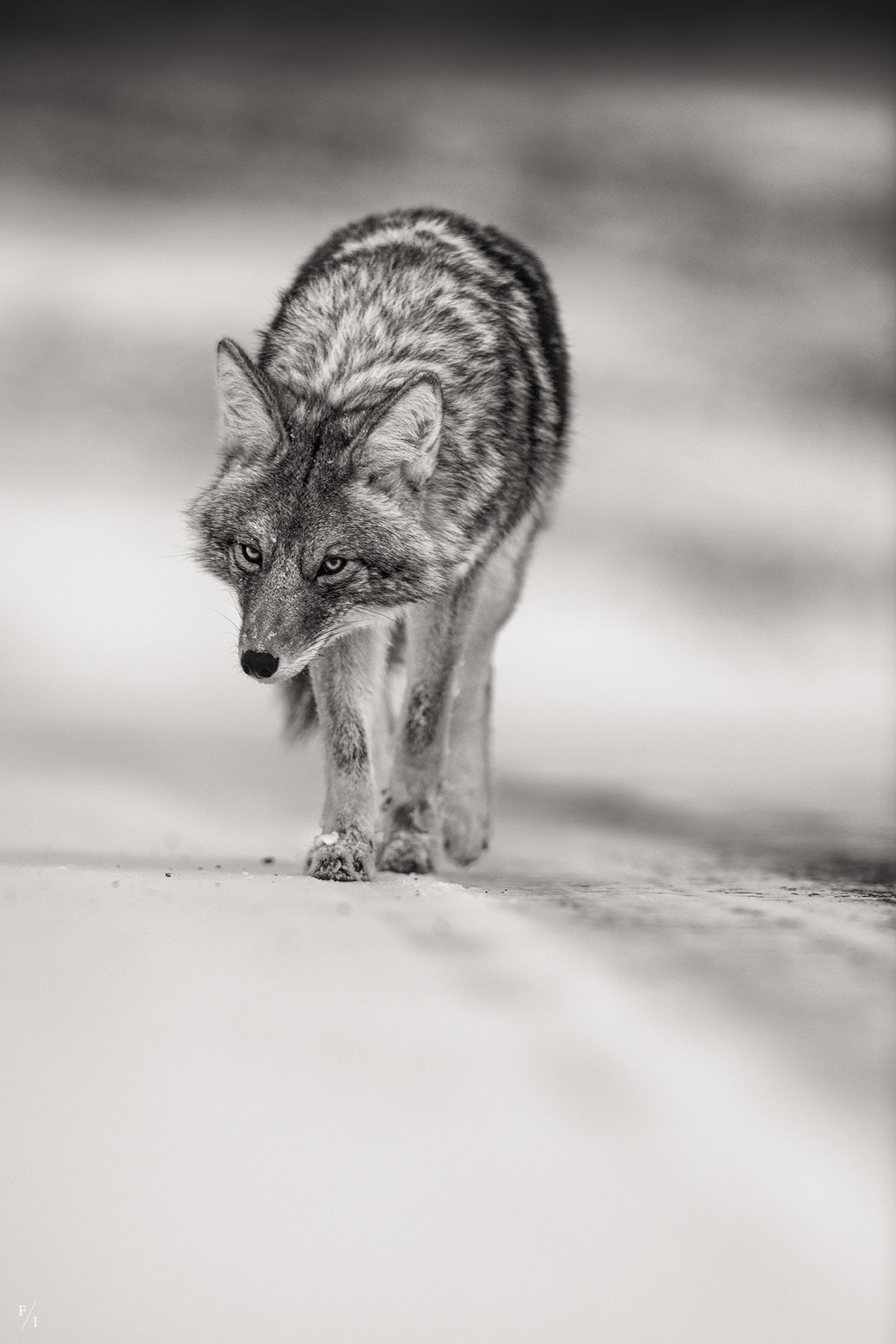 _DSC1775-Edit-Edit.jpg