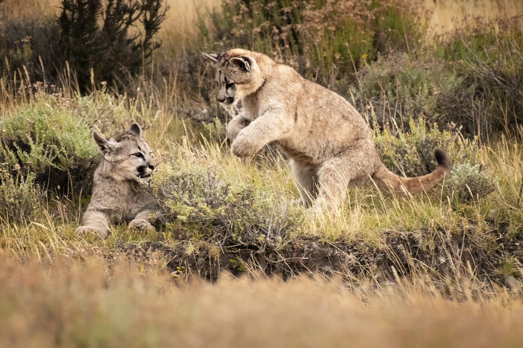 _DSC6532-Edit-Edit-Edit copy.jpg