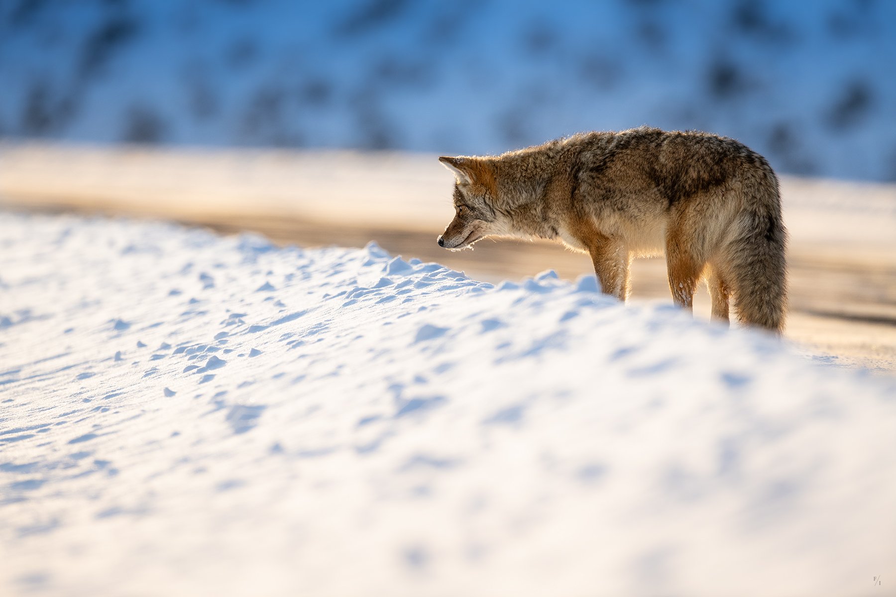_DSC1716-Edit.jpg