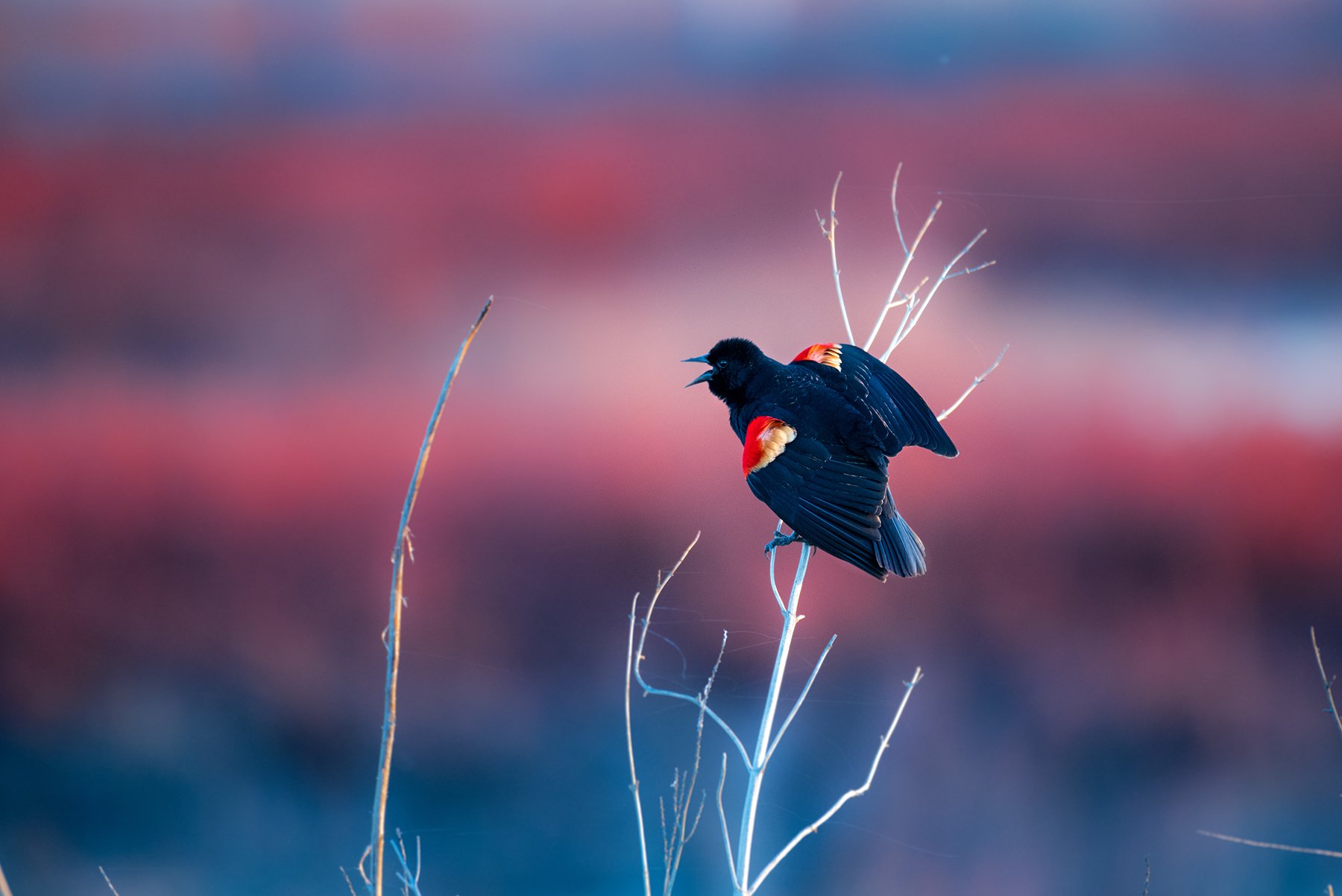 DSC_1004-Edit.jpg