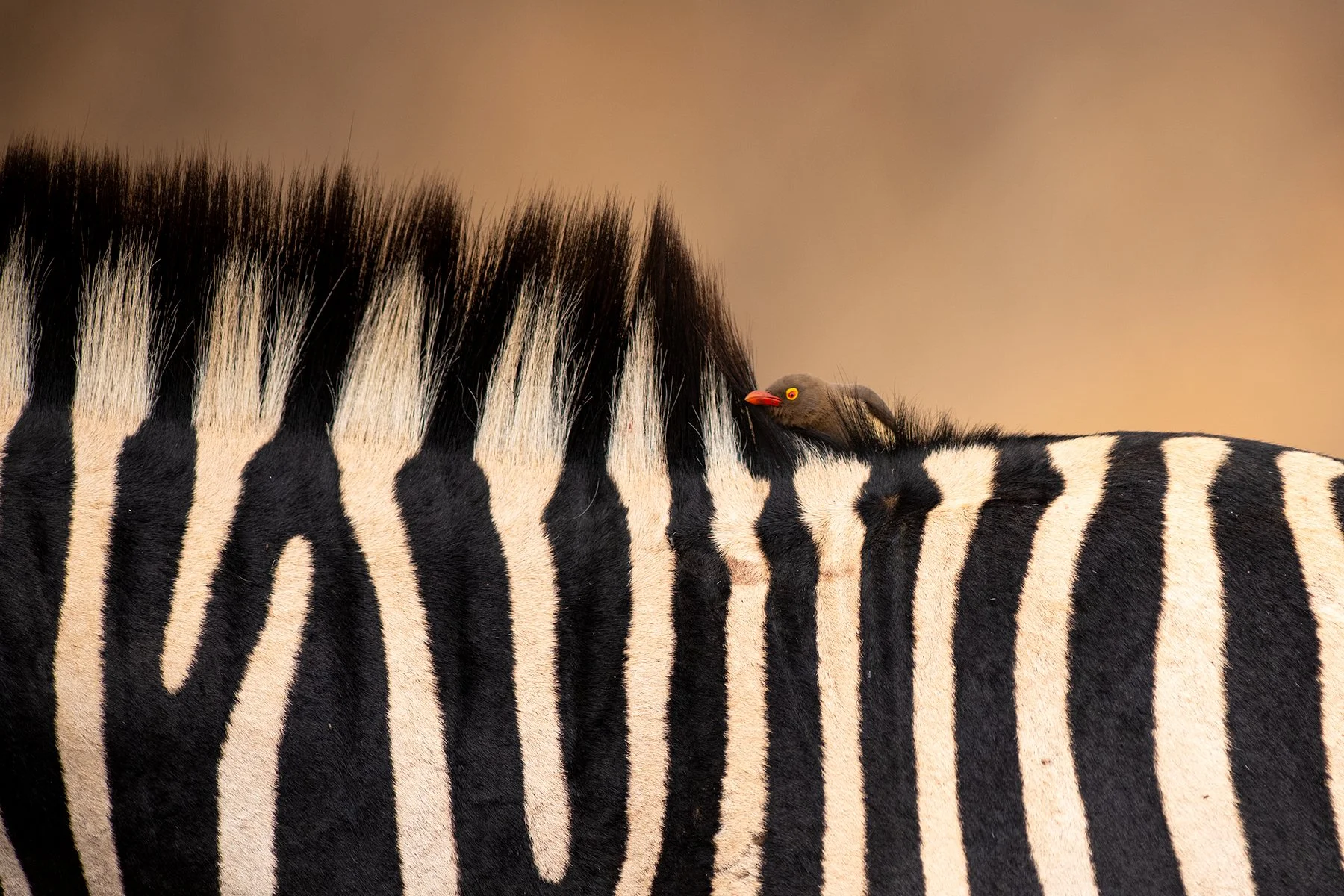 _DSC5268-Edit-Edit copy.jpg