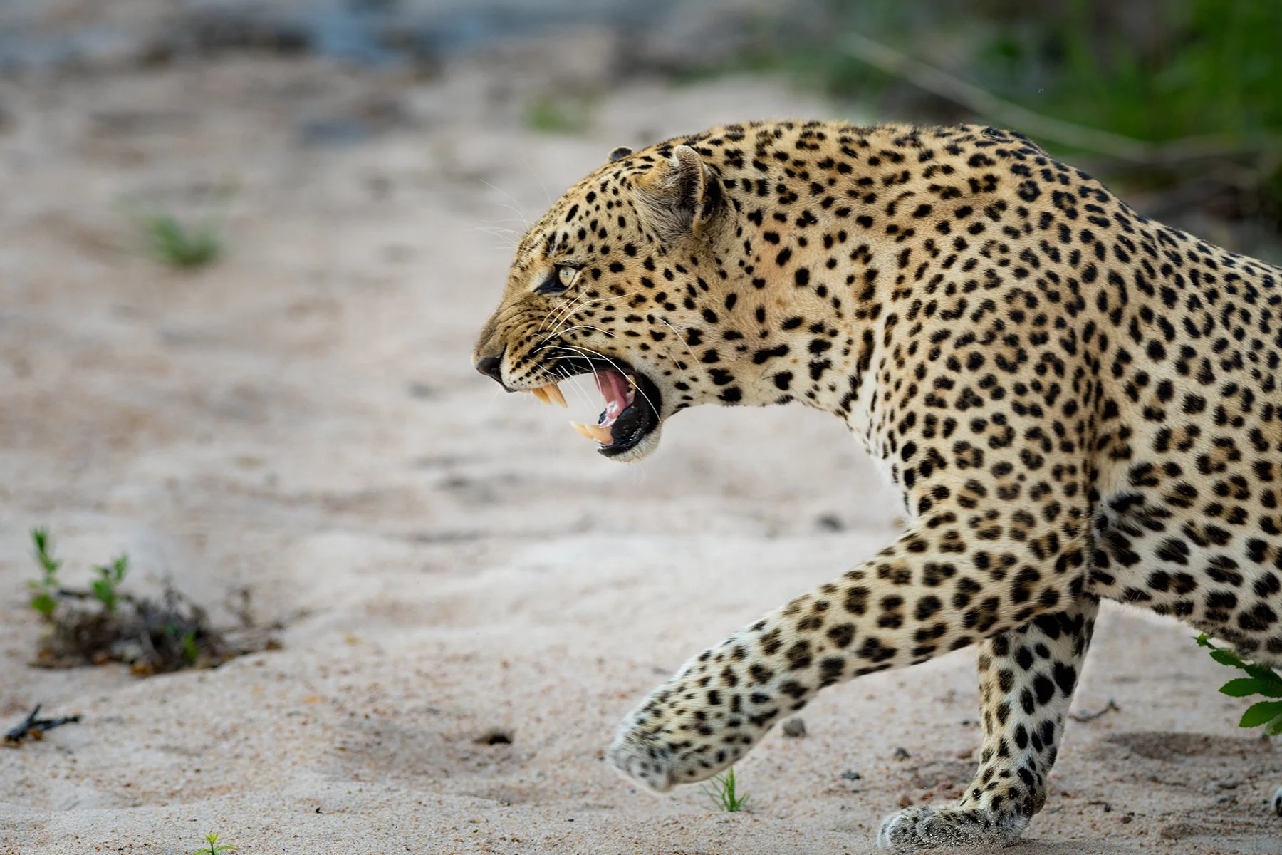 _DSC4408-Edit-2V2.jpg