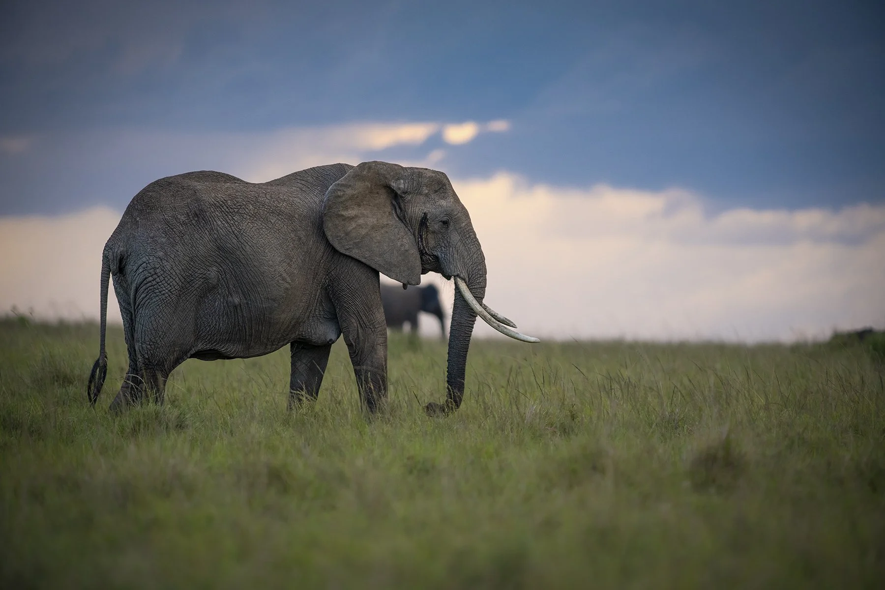 African Elephants | Photographed Maasai Mara 2019