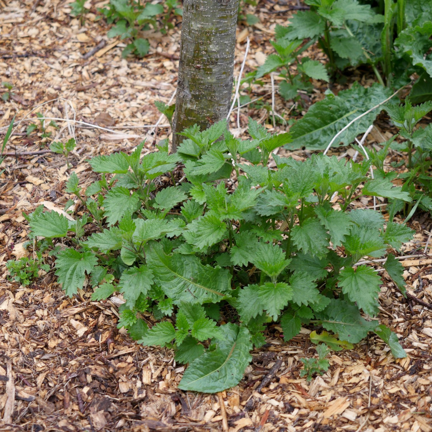 Nettle_0401.jpg