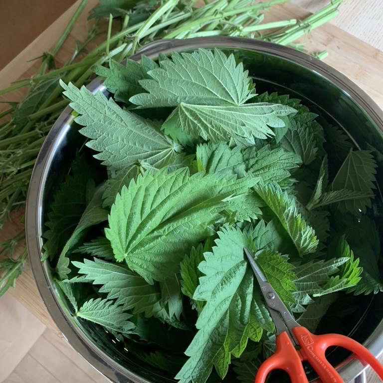 Nettle_3.jpg