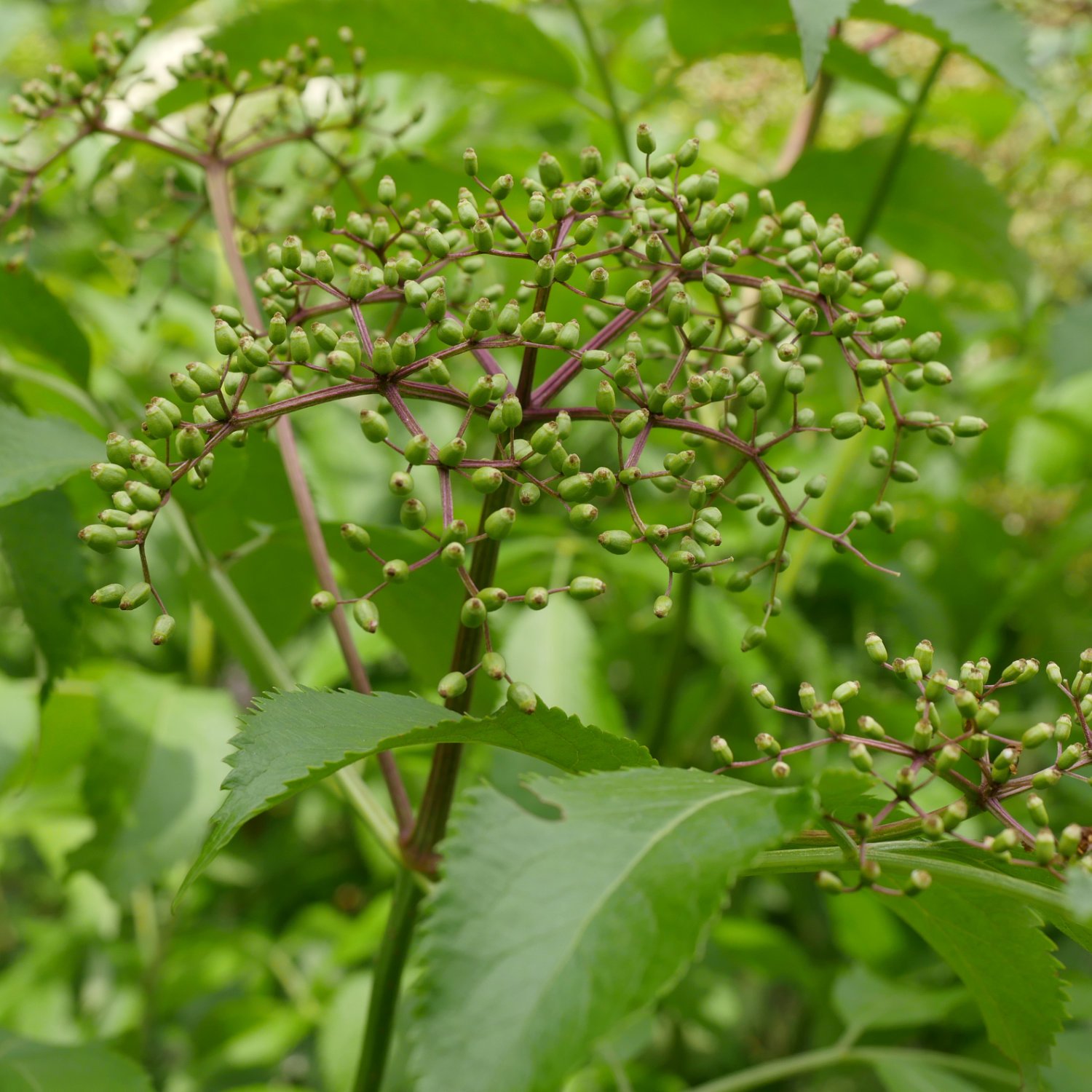 Elderberry_0717.jpg