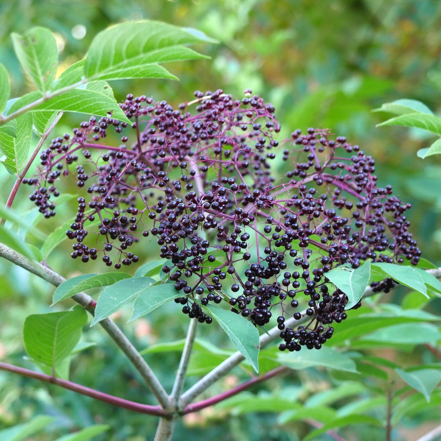 Elderberry_0914.jpg