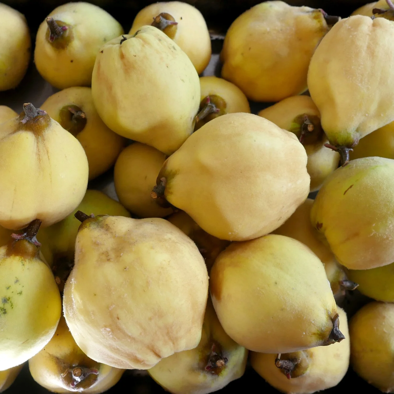Quince Seeds